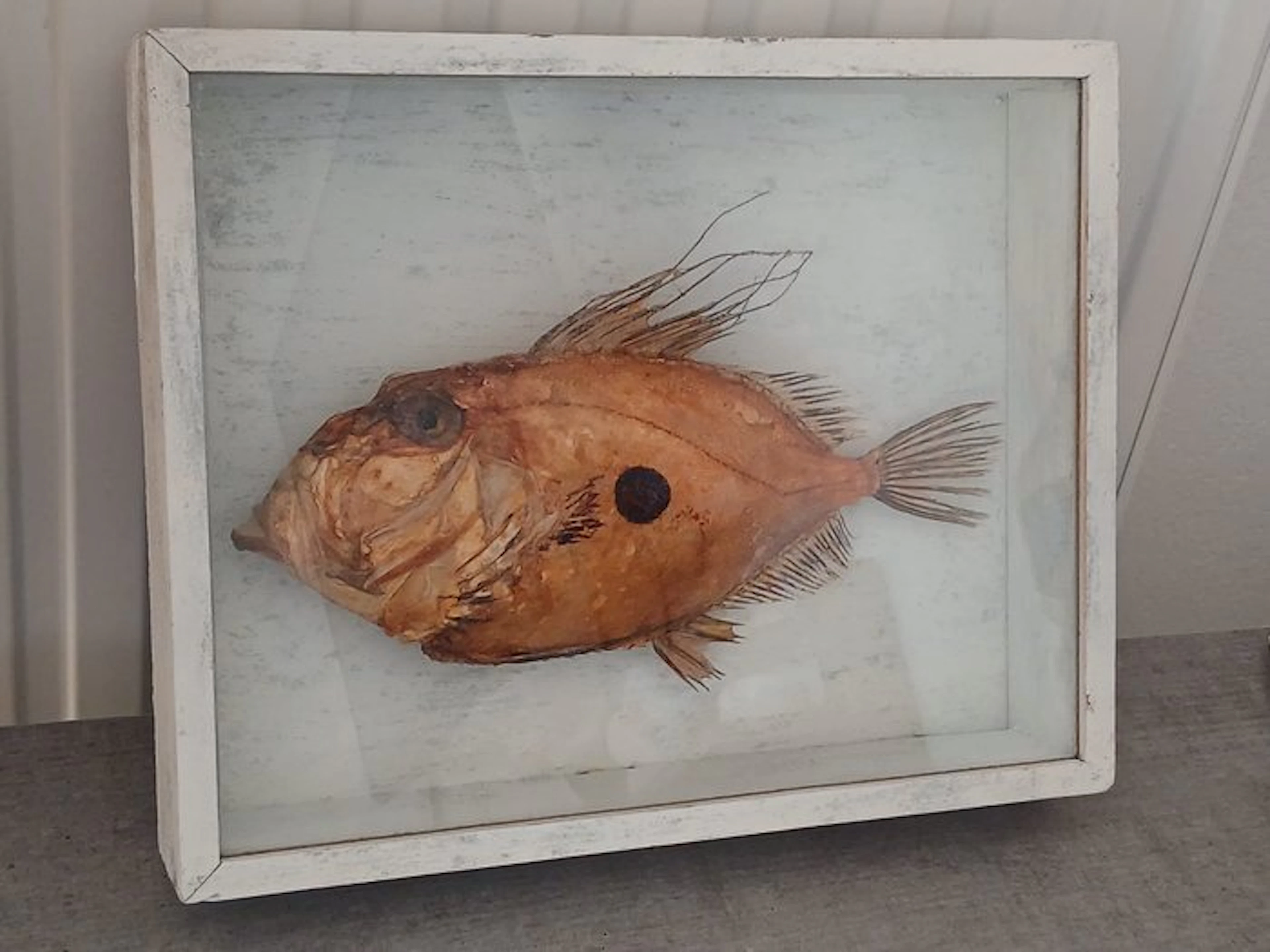 Fish Taxidermy wall mount - john dory - 0 cm - 0 cm - 0 cm - 1