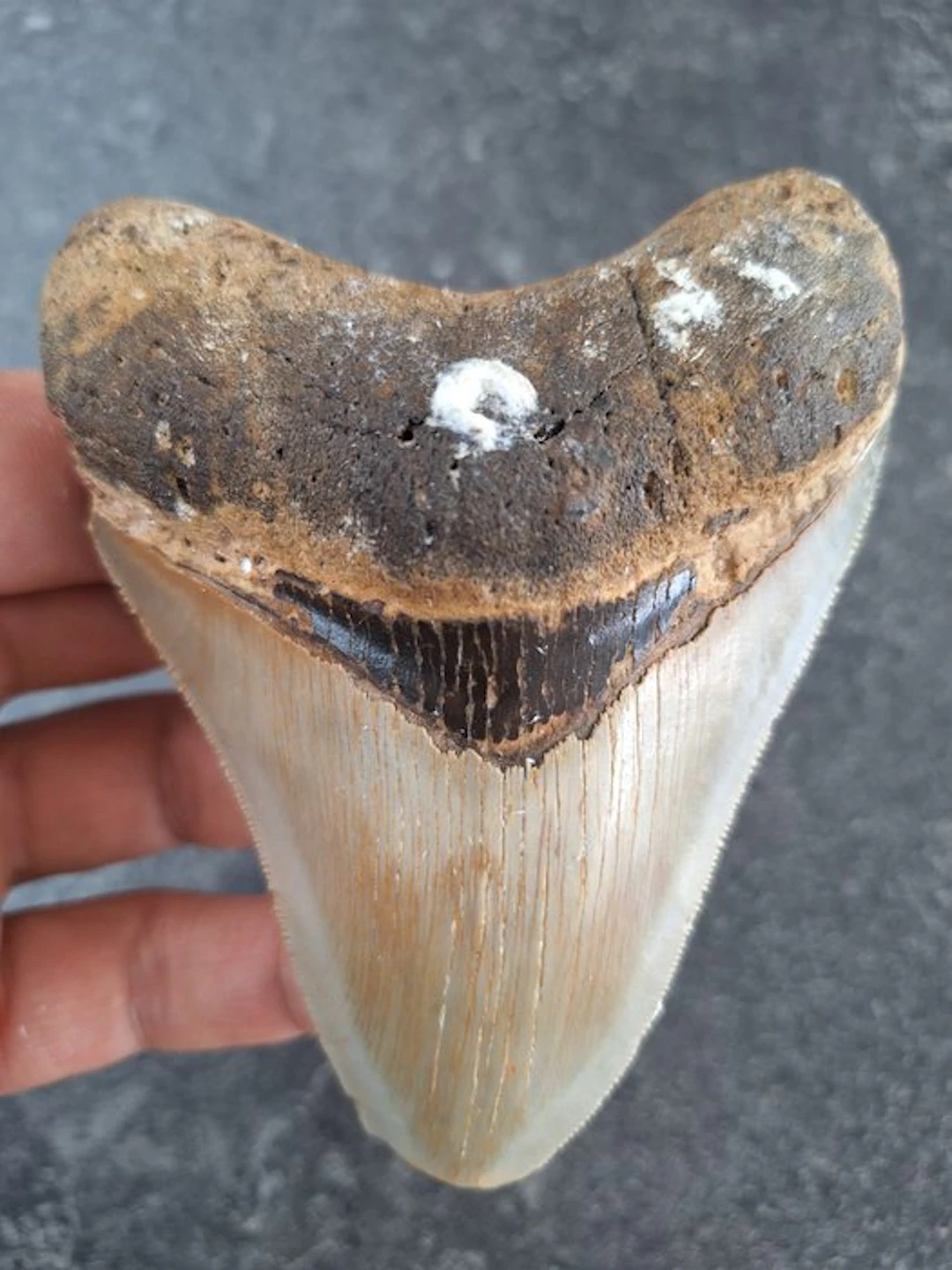 Megalodon - Fossil tooth - 11 cm - 8.4 cm