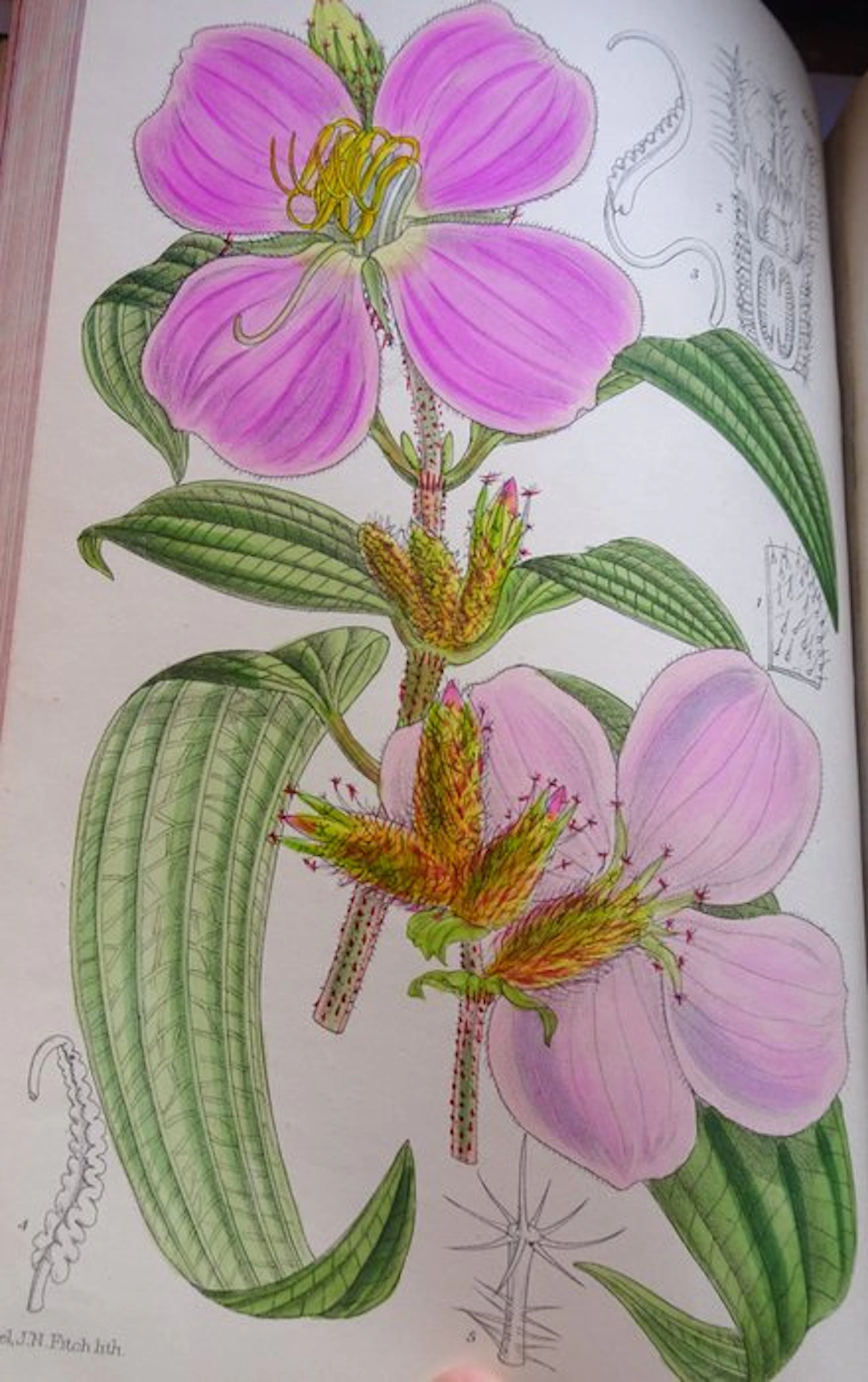 Sir David Prain - Curtis's Botanical Magazine, vol. 139 - 1913