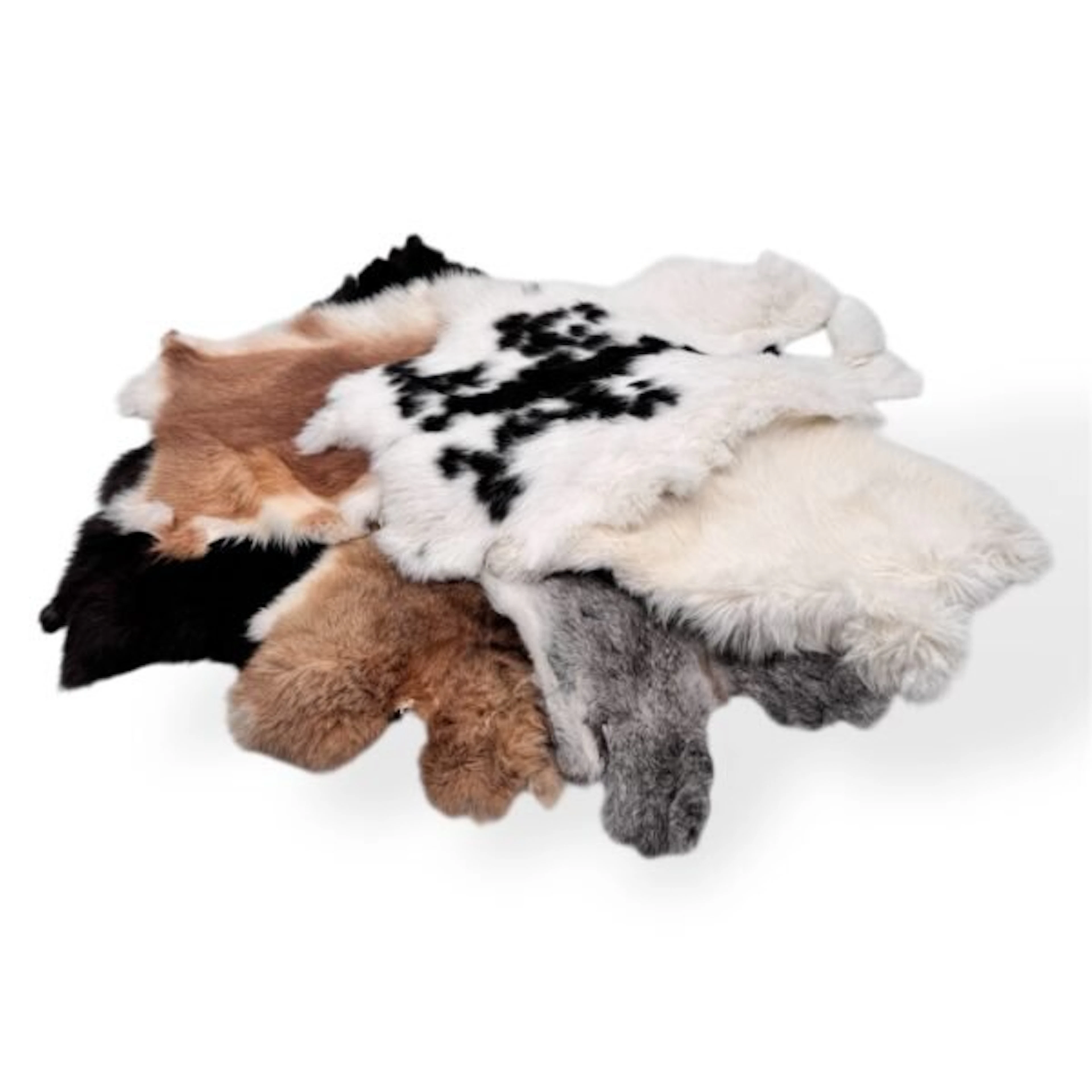 10 rabbit skins Taxidermy full body mount - Oryctolagus...
