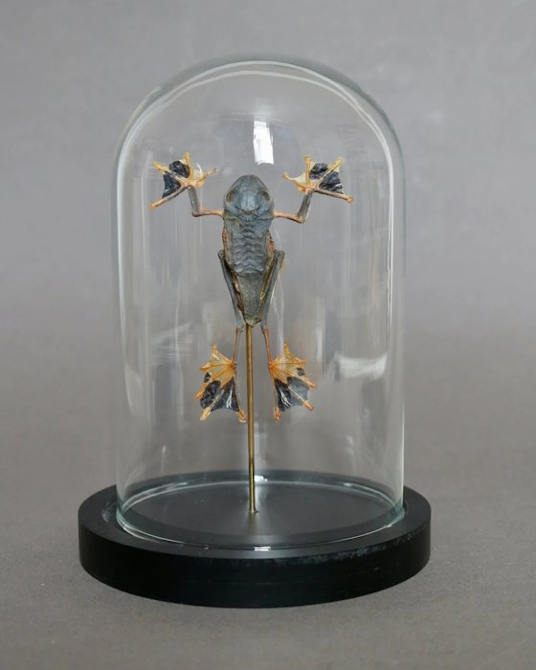 Frog Taxidermy full body mount - Racophorus reinwardtii...