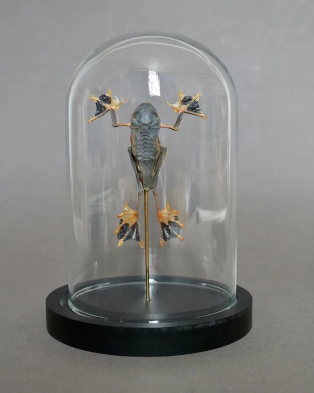 Frog Taxidermy full body mount - Racophorus reinwardtii...