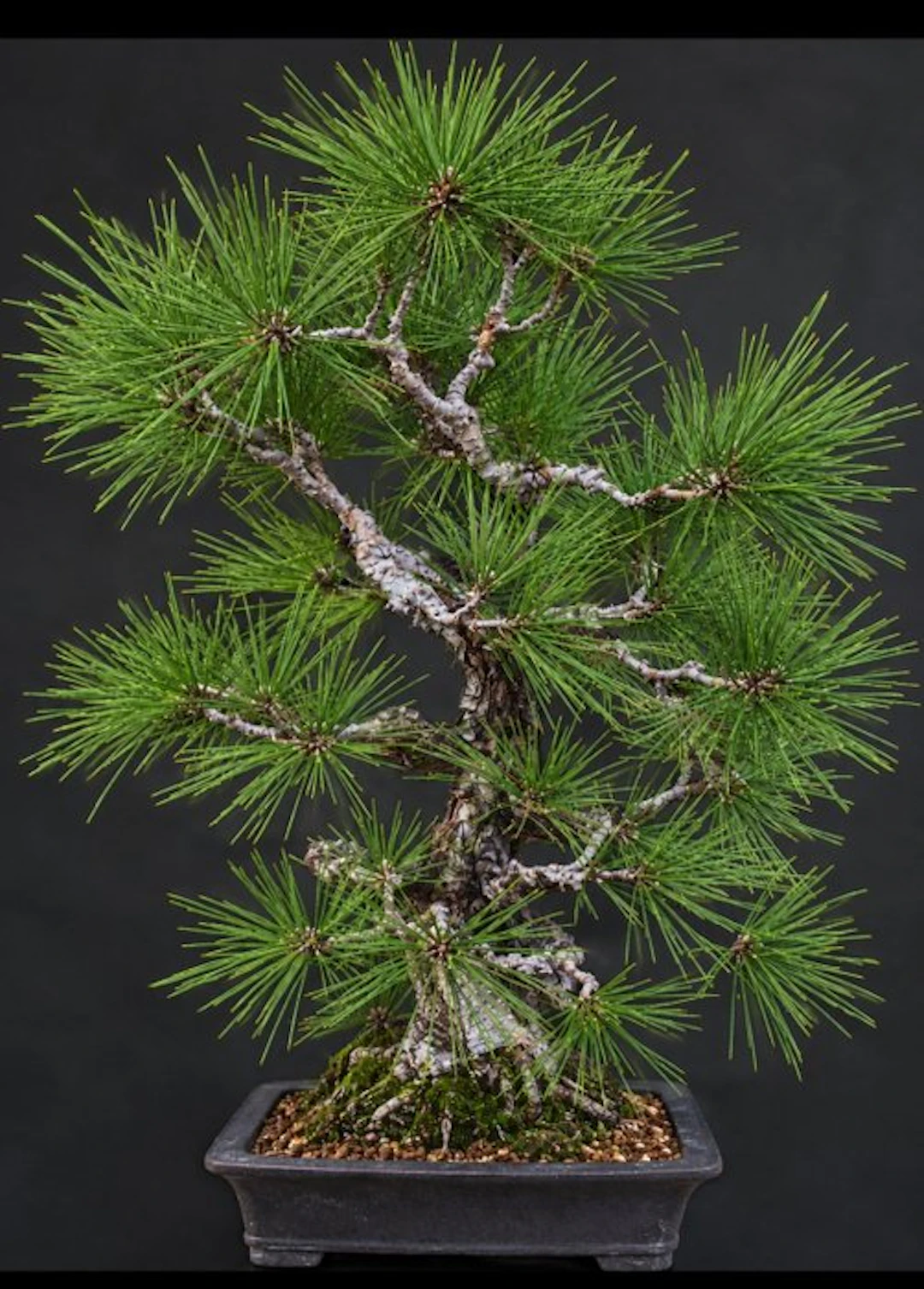 Pine bonsai (Pinus) - Height (Tree): 65 cm - Depth (Tree): 18 cm - Japan