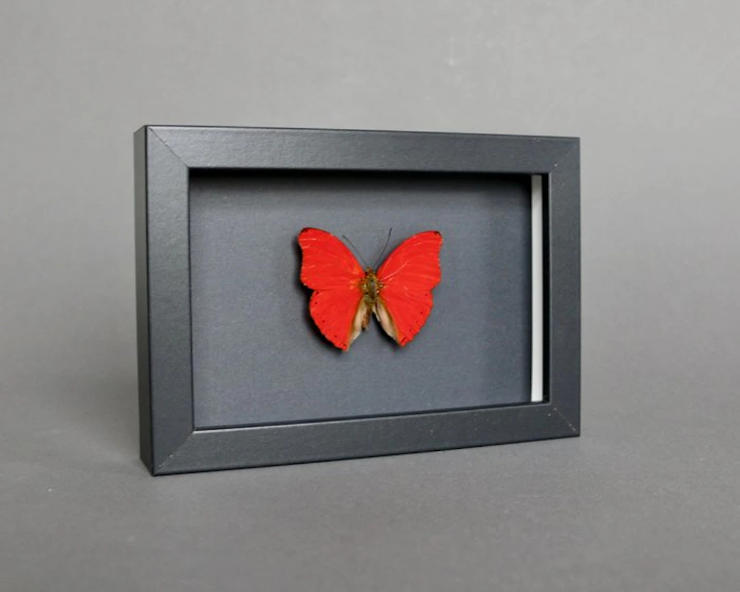 Butterfly Taxidermy full body mount - Cymothoe sangaris...