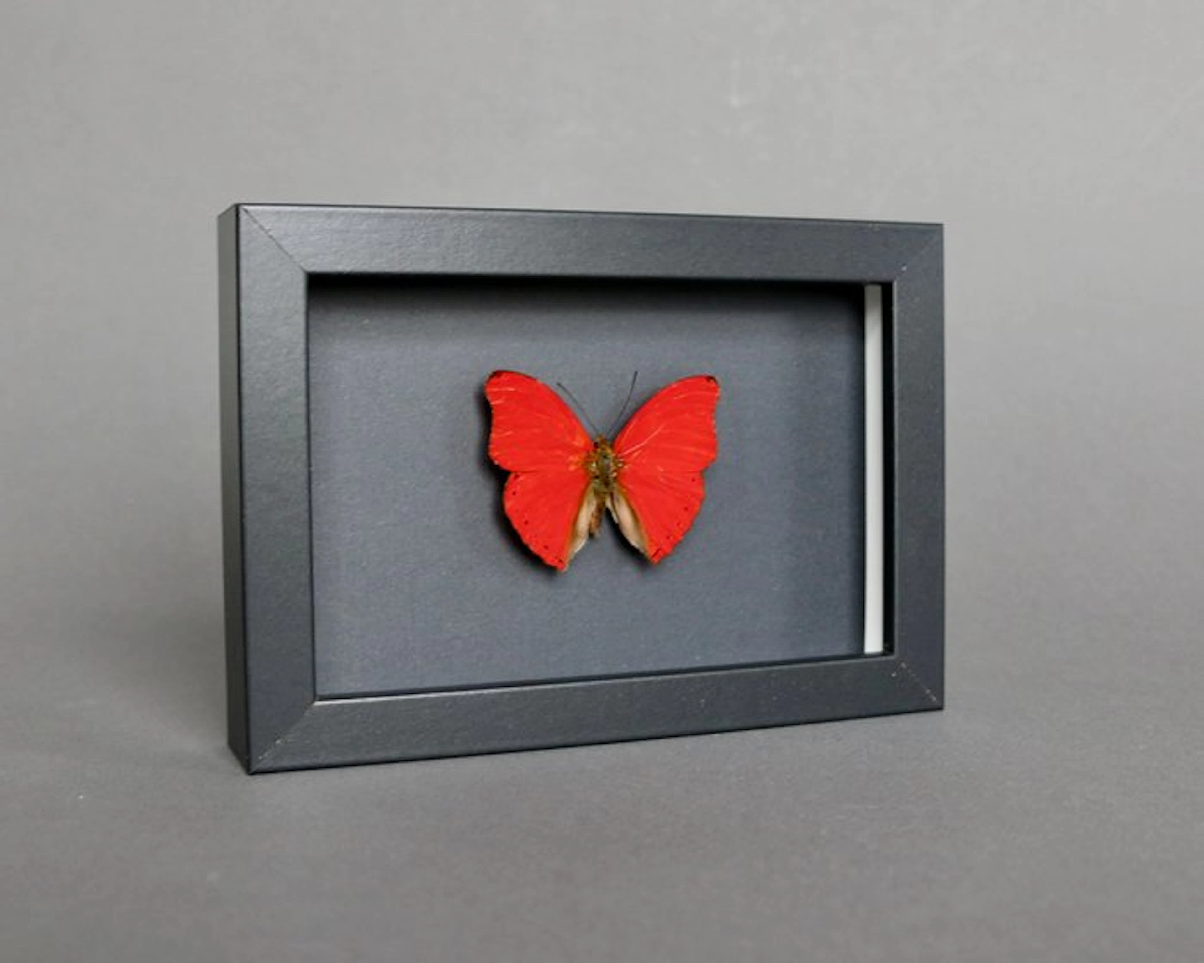 Butterfly Taxidermy full body mount - Cymothoe sangaris...