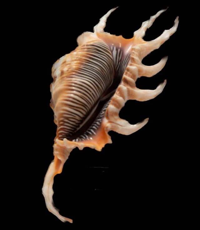 breathtaking coloring and perfect condition ┼ Scorpion...