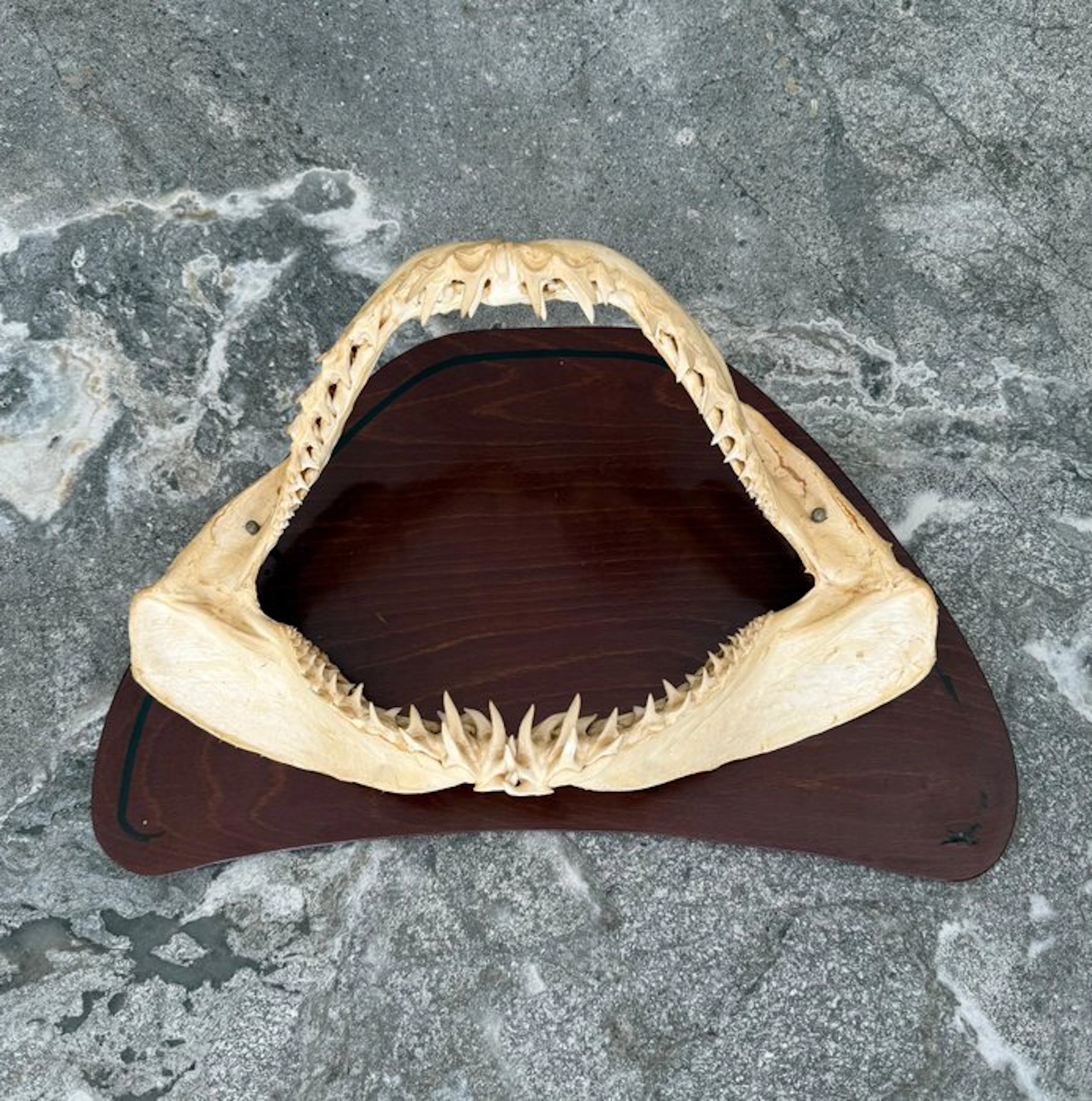 Shark Jaw - Isurus oxyrinchus (SOLO EU) - 37 cm - 24.5 cm...