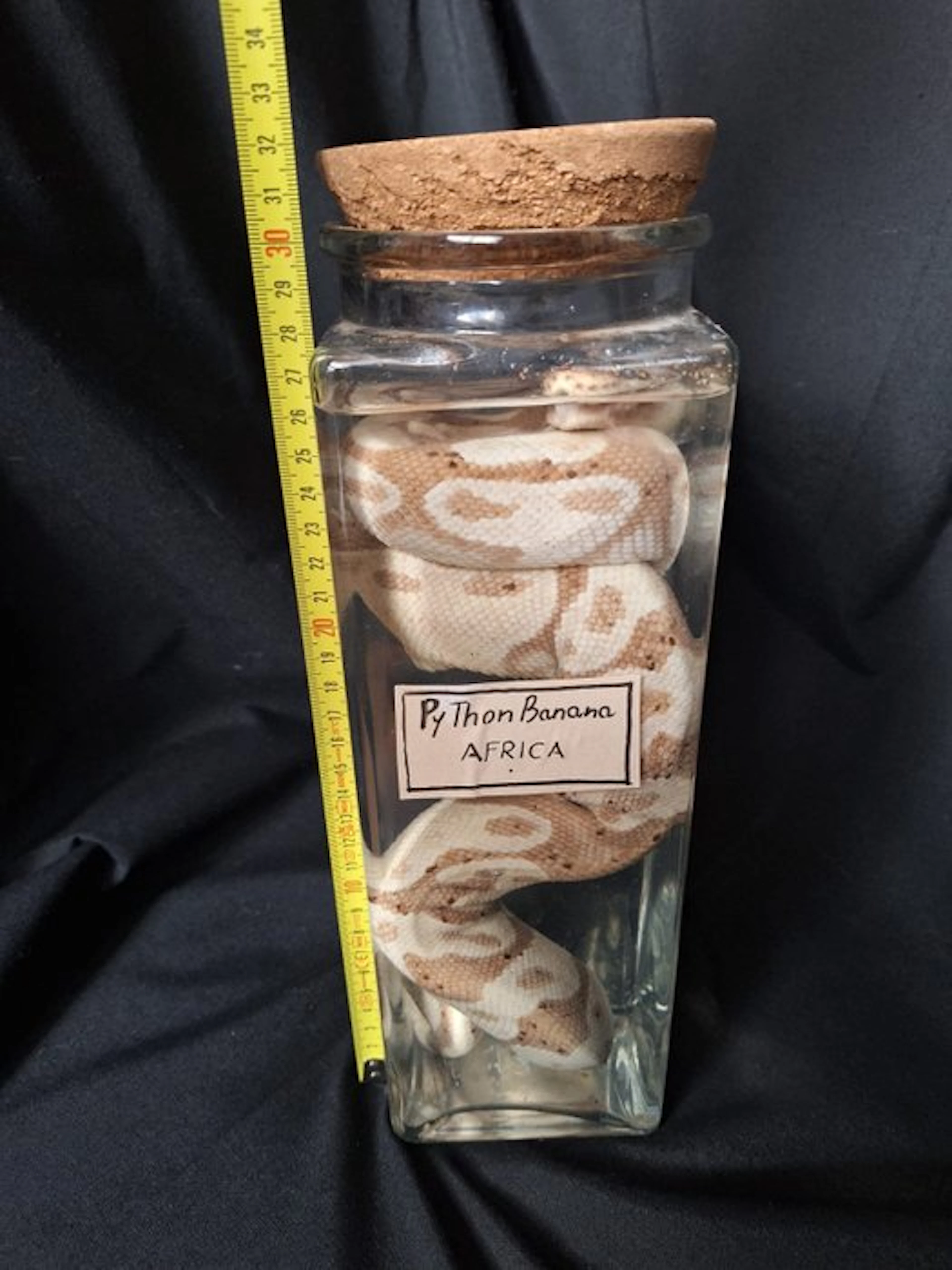 Snake Taxidermy full body mount - Boa constrictor - 20 cm...