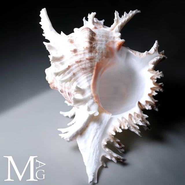 Chicoreus Ramosus Collector’s Shell – ornamental shell...