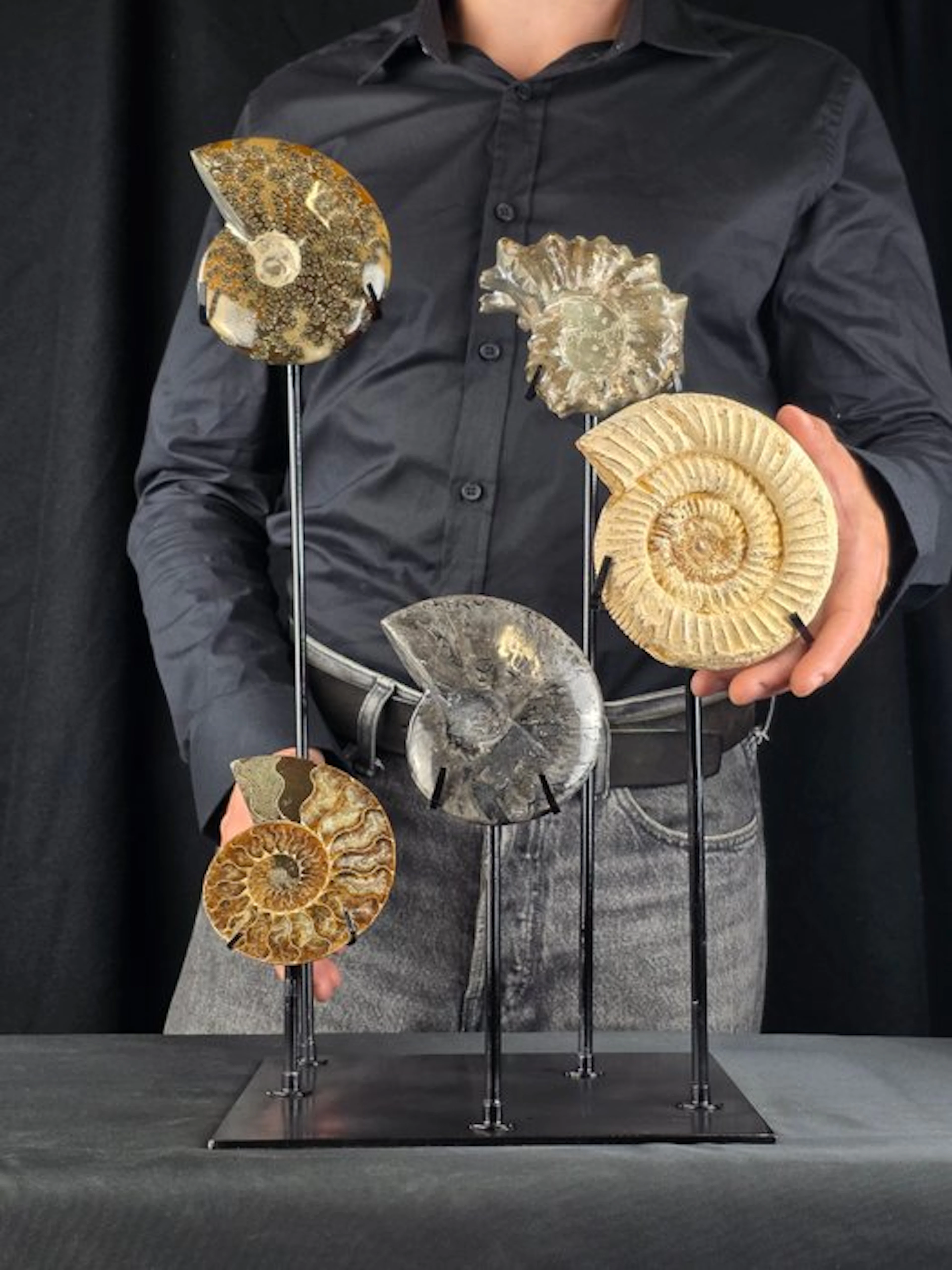 Ammonite - Fossilised animal - Decorative Collection of 5...