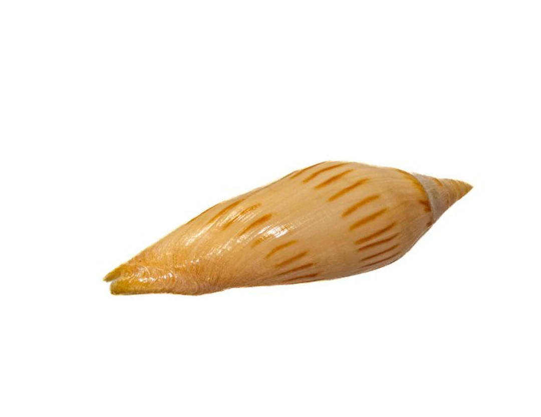 RARE Amoria maculata f