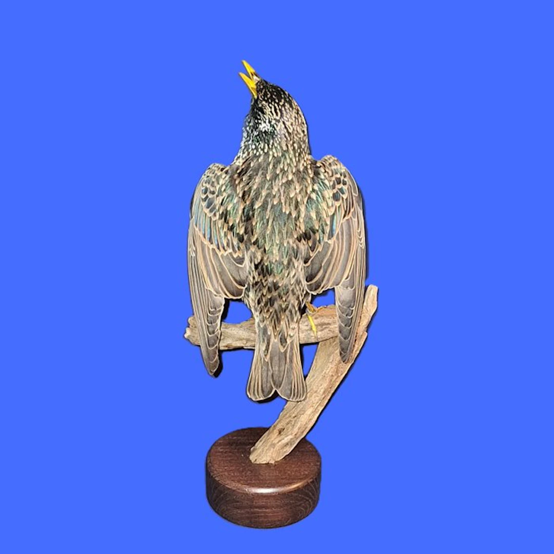 Common starling Taxidermy full body mount - Sturnus...