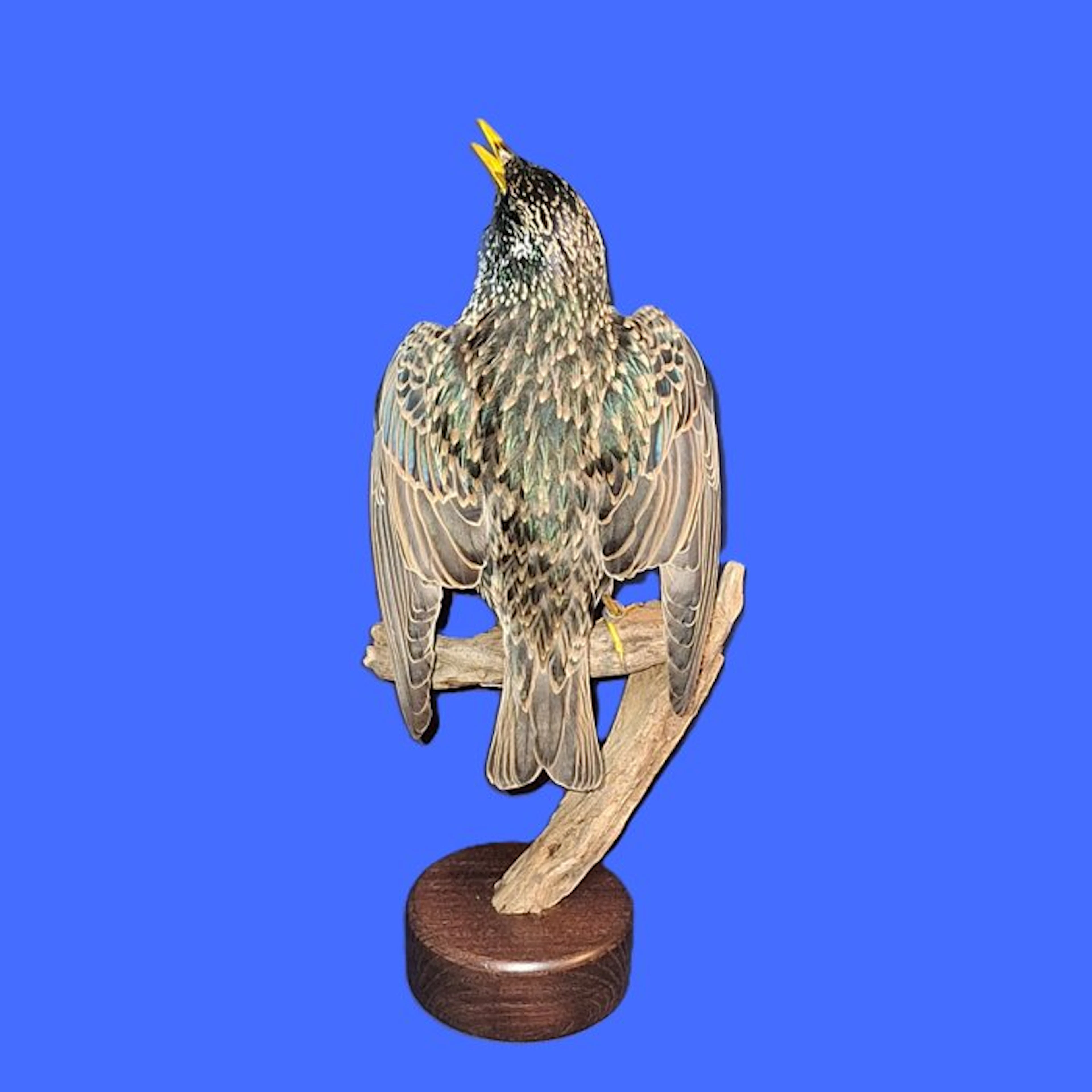 Common starling Taxidermy full body mount - Sturnus...