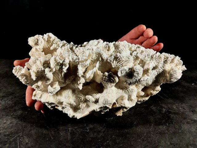 rugose coral Taxidermy full body mount - Pachyseris...