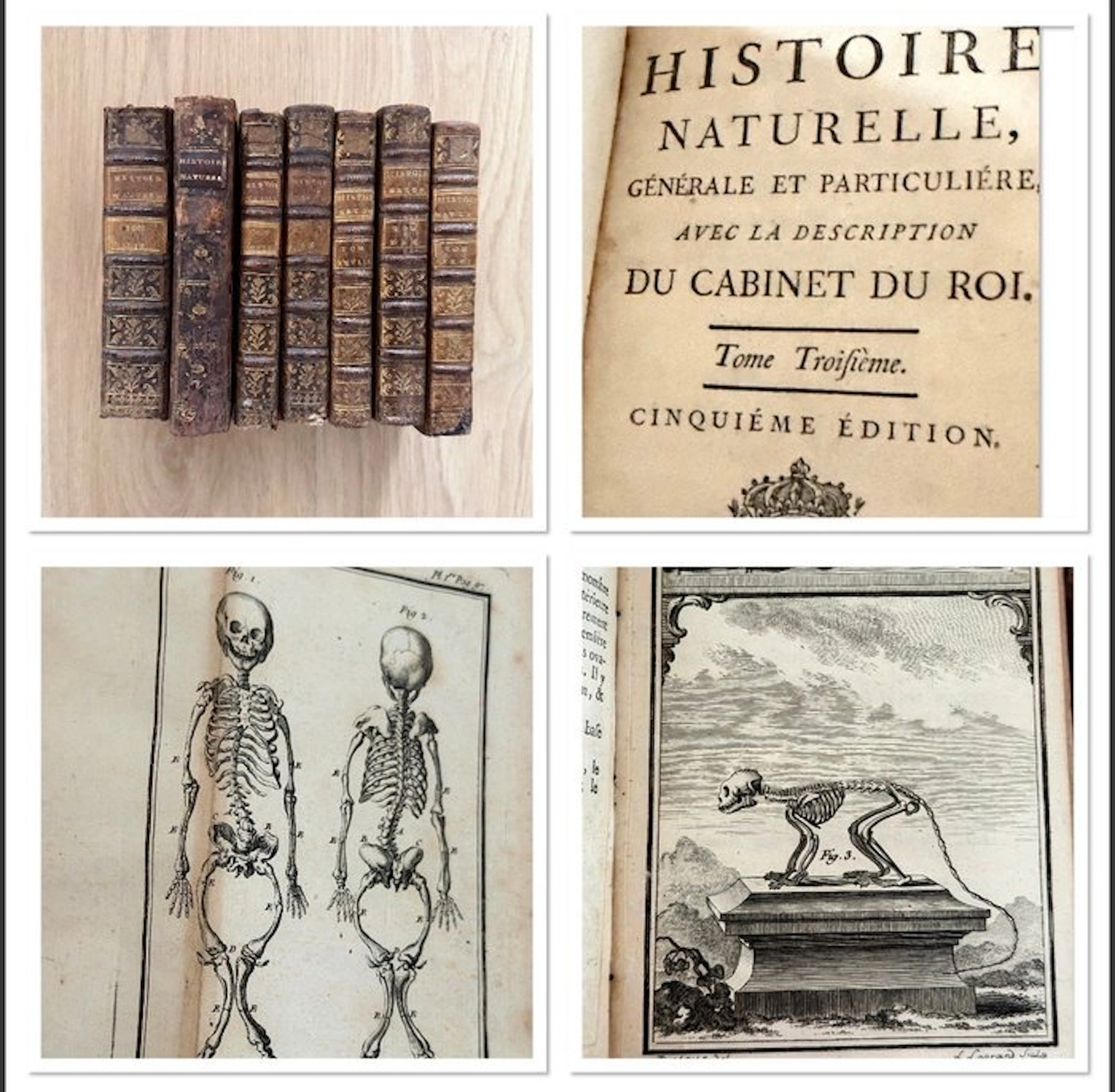 Daubenton/Buffon - Histoire naturelle (…) du cabinet du Roi - 1757