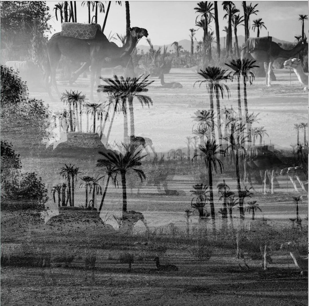 Ben Dauchez - Marrakech Multi camels