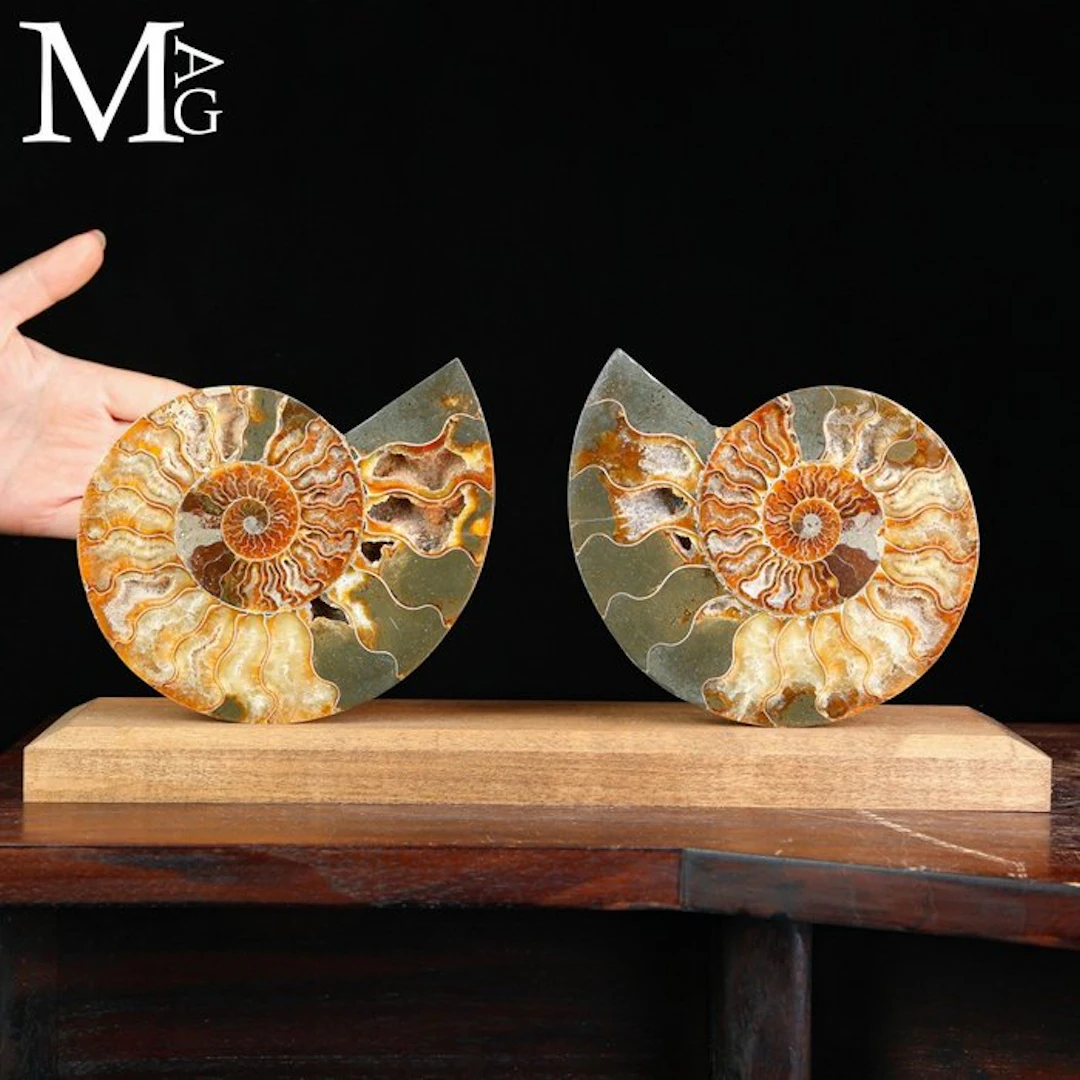 Sectioned Cleoniceras Ammonite Pair with Polished...