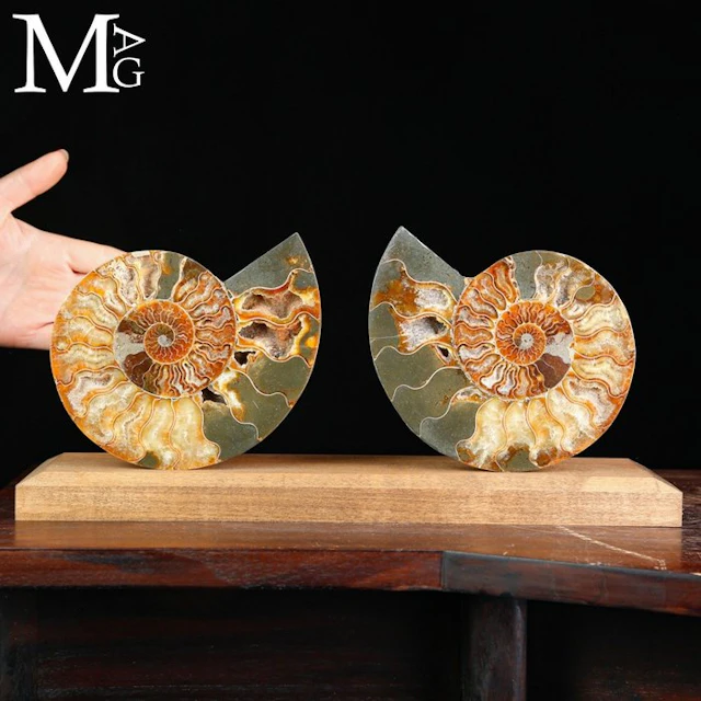 Sectioned Cleoniceras Ammonite Pair with Polished...