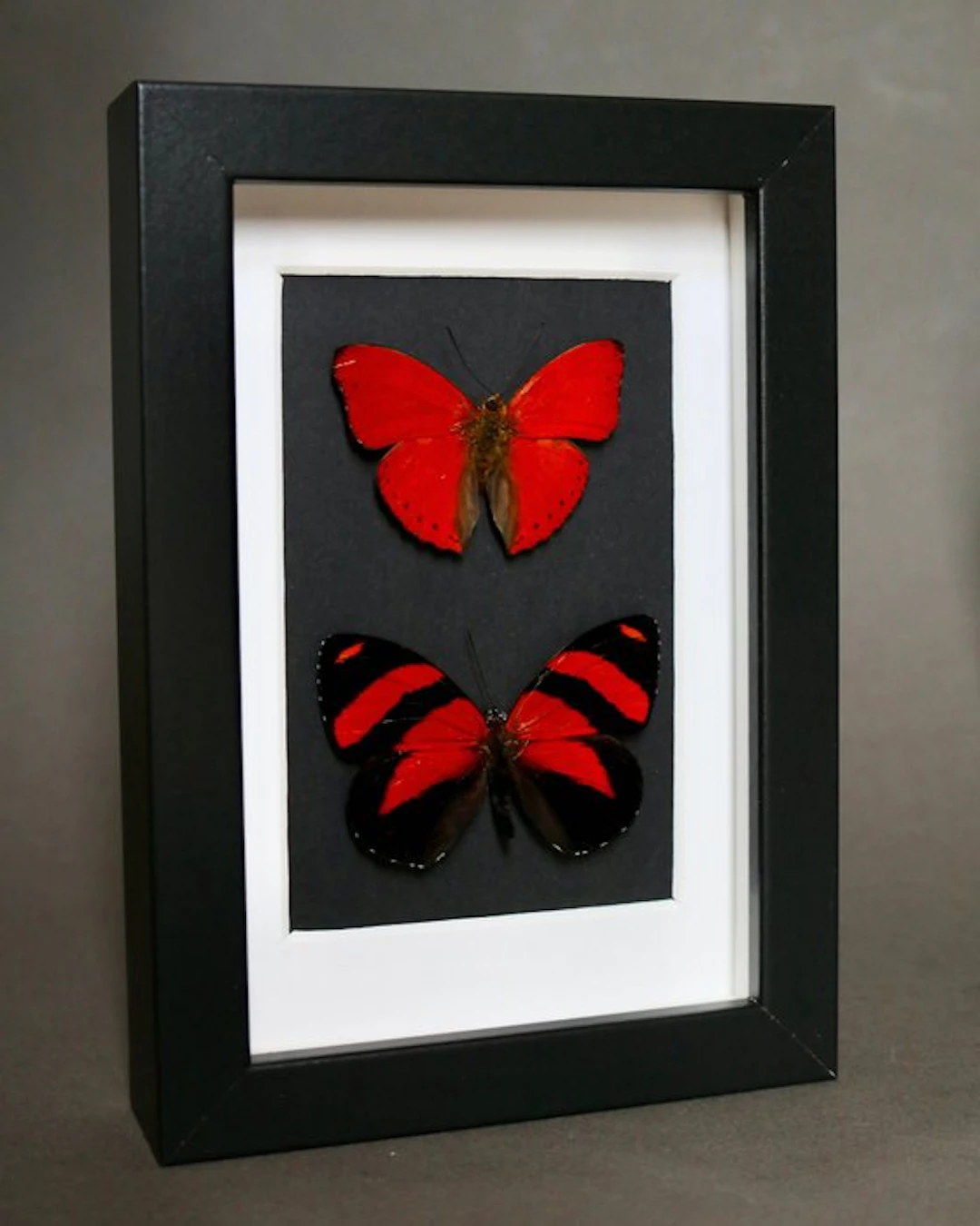 Butterfly Taxidermy full body mount - Cymothoe sangaris x...
