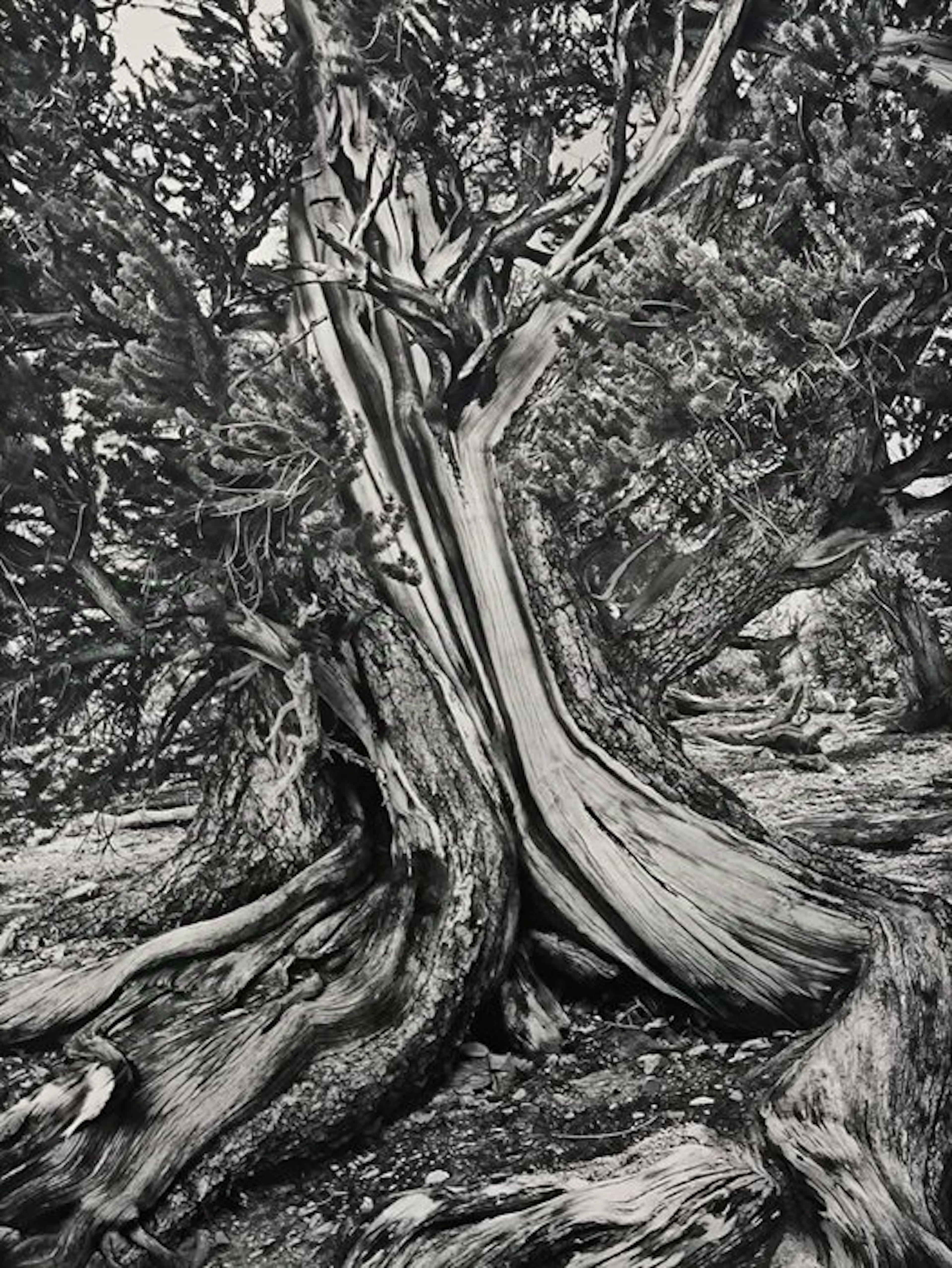 Sebastião Salgado - Ancient Bristlecone Pine Forest in the White Mountains