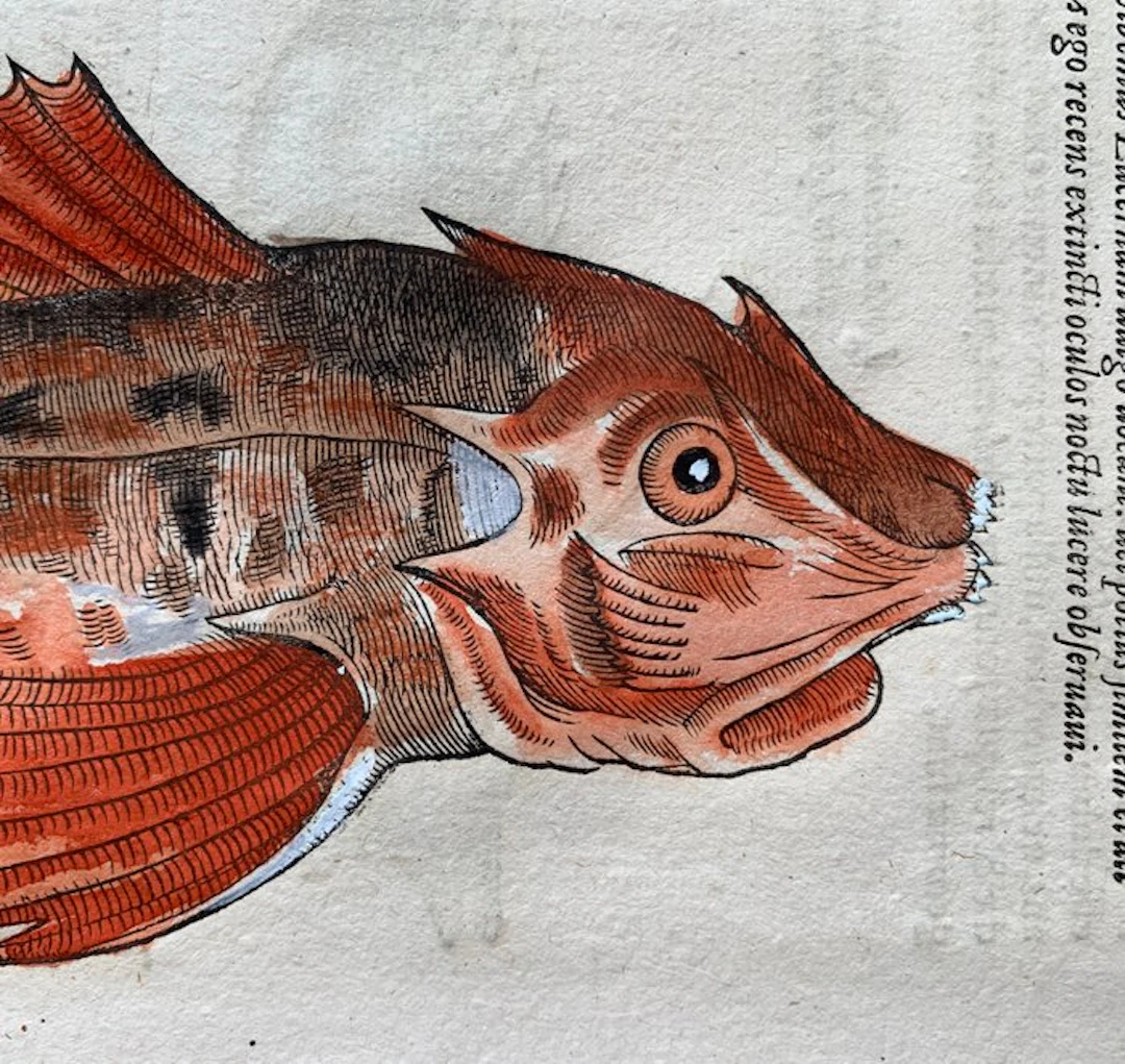 Conrad Gesner - Nomenclator aquatilium animantium - 1560
