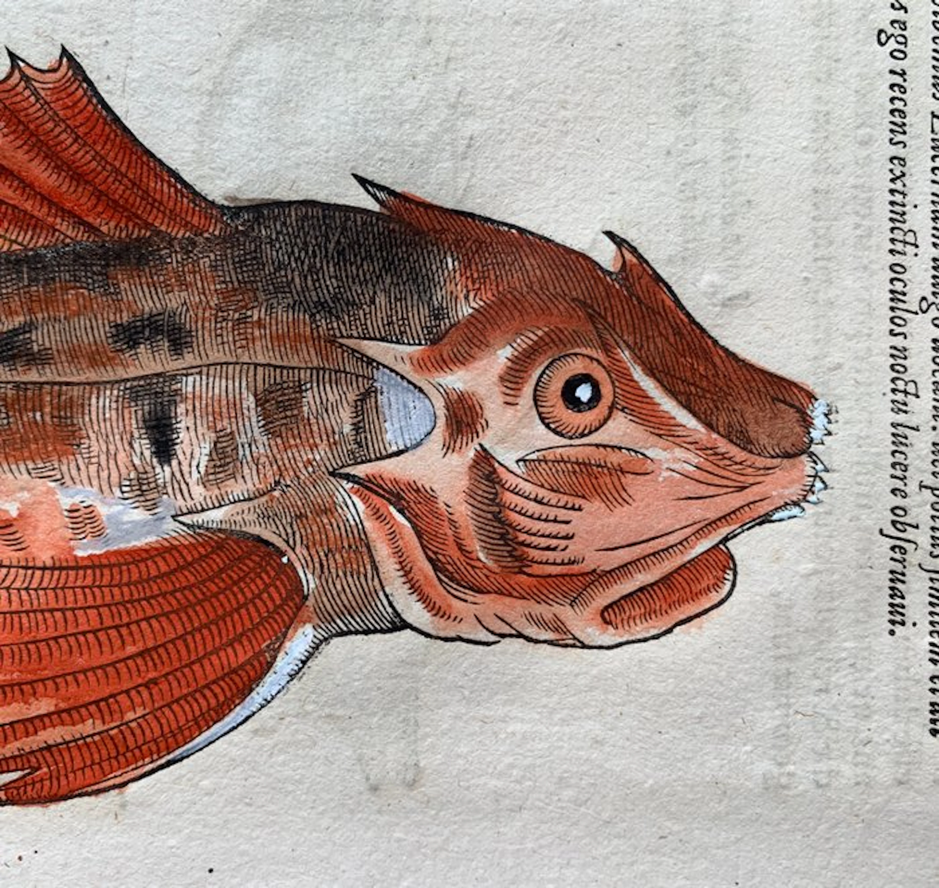 Conrad Gesner - Nomenclator aquatilium animantium - 1560