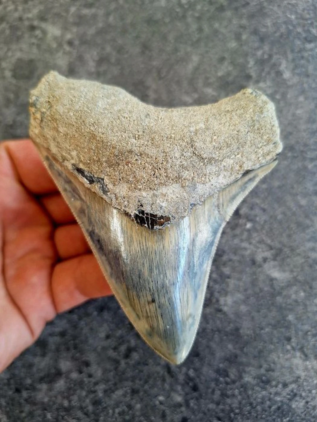 Megalodon - Fossil tooth - 10.5 cm - 8.3 cm