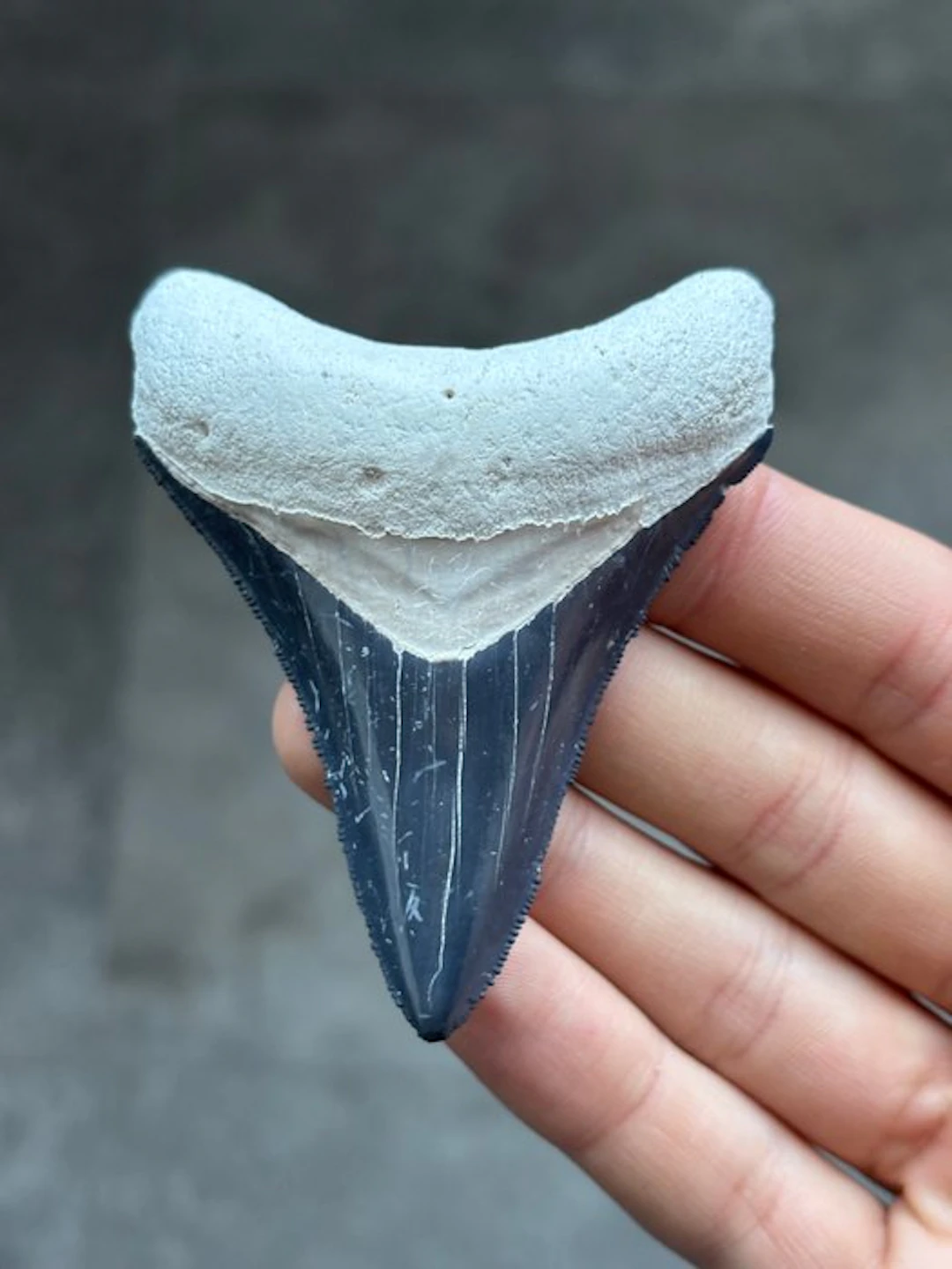 Megalodon - Fossil tooth - Otodus Megalodon - 8.07 cm