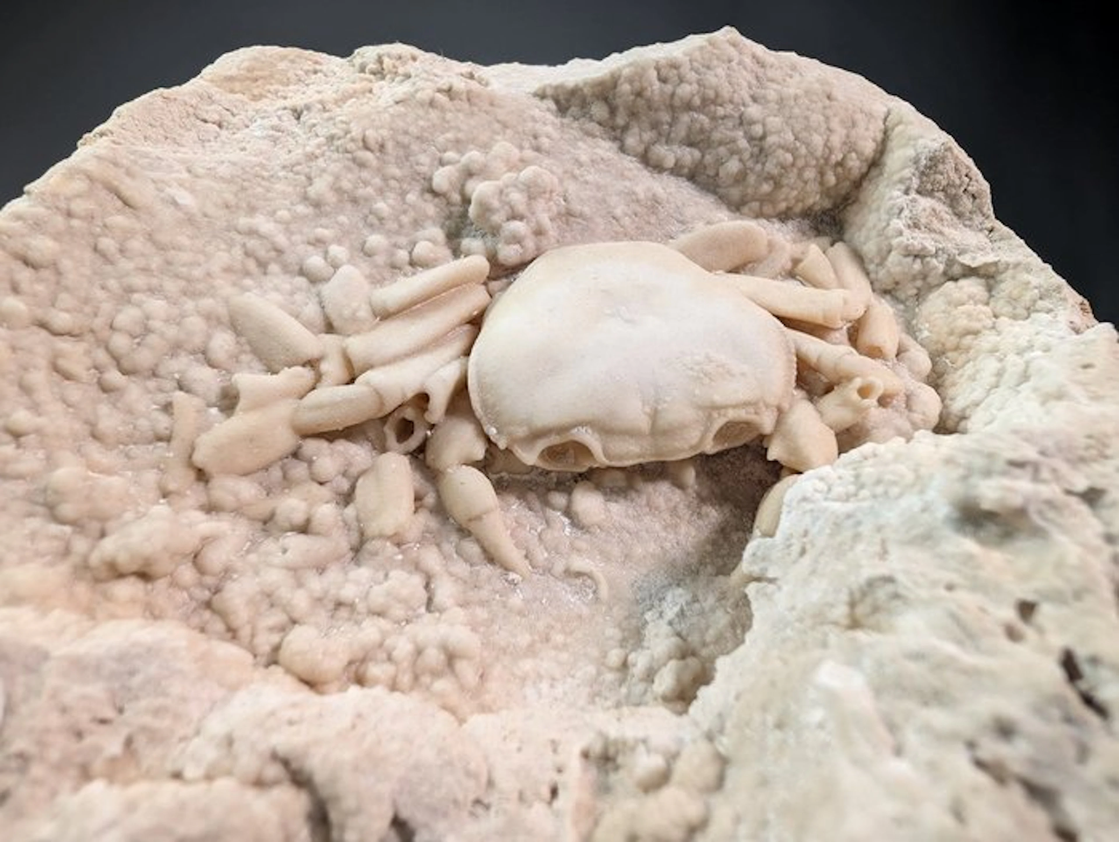 Crystallized Fossil Crab in Carbonate Matrix – Middle...