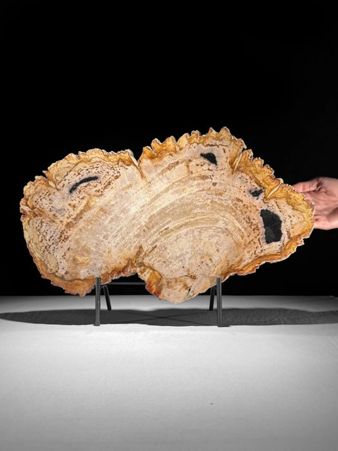 C - Stunning Slice of Petrified Wood on a custom stand...