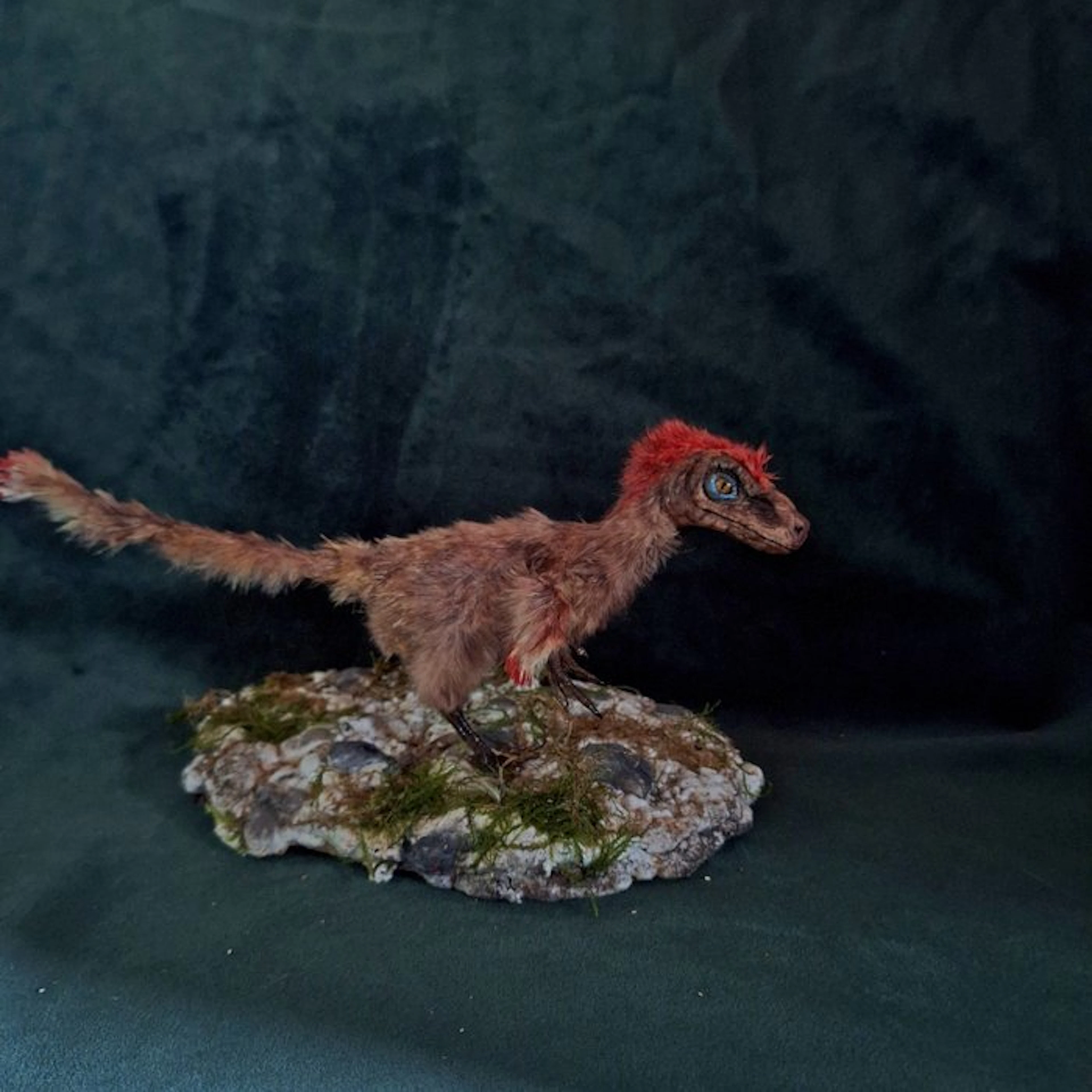 Dinosaur Taxidermy full body mount - Pyroraptor - 13 cm - 12 cm - 12 cm - 1