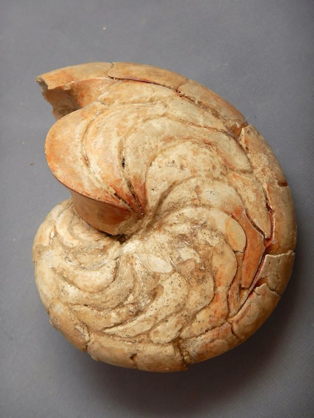 Nautilus - Fossilised animal - Aturia - 11 cm - 8 cm