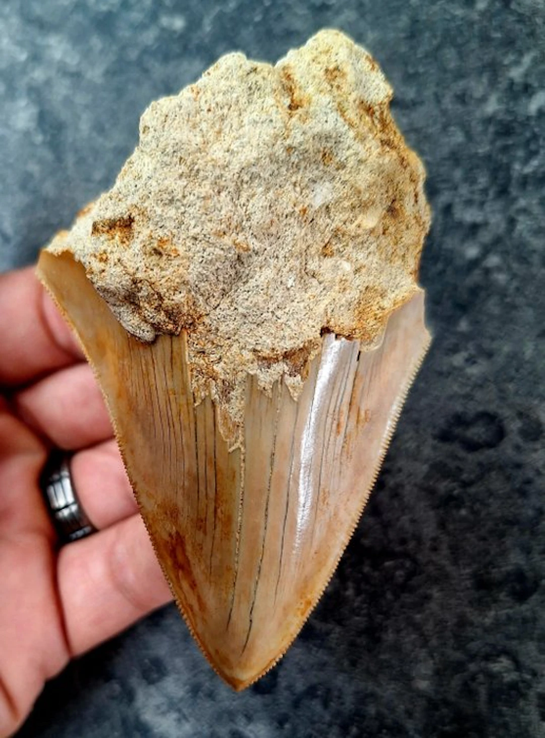 Megalodon - Fossil tooth - 10 cm - 6.3 cm