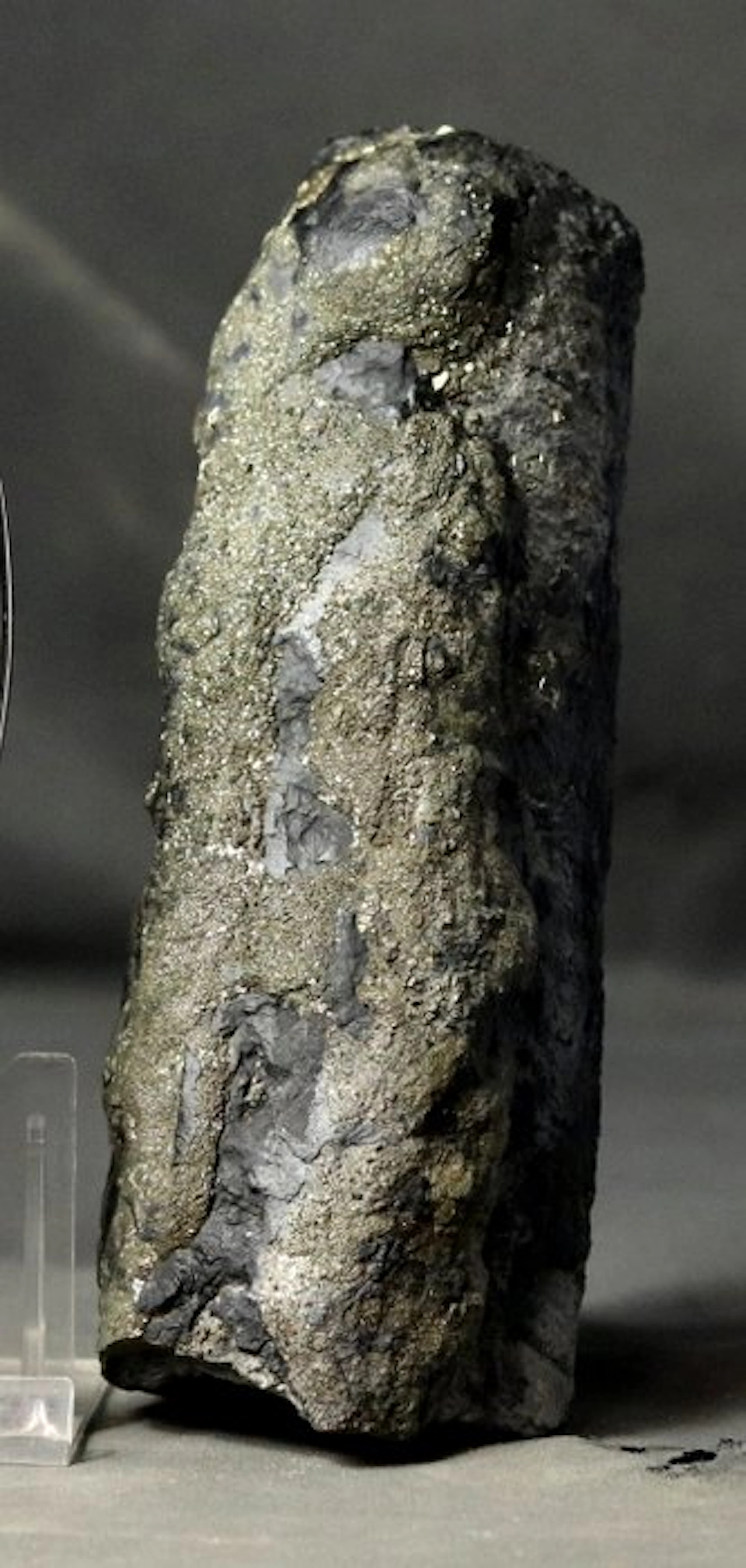 Finest orthoceras with pyrite crystals - Fossilised...