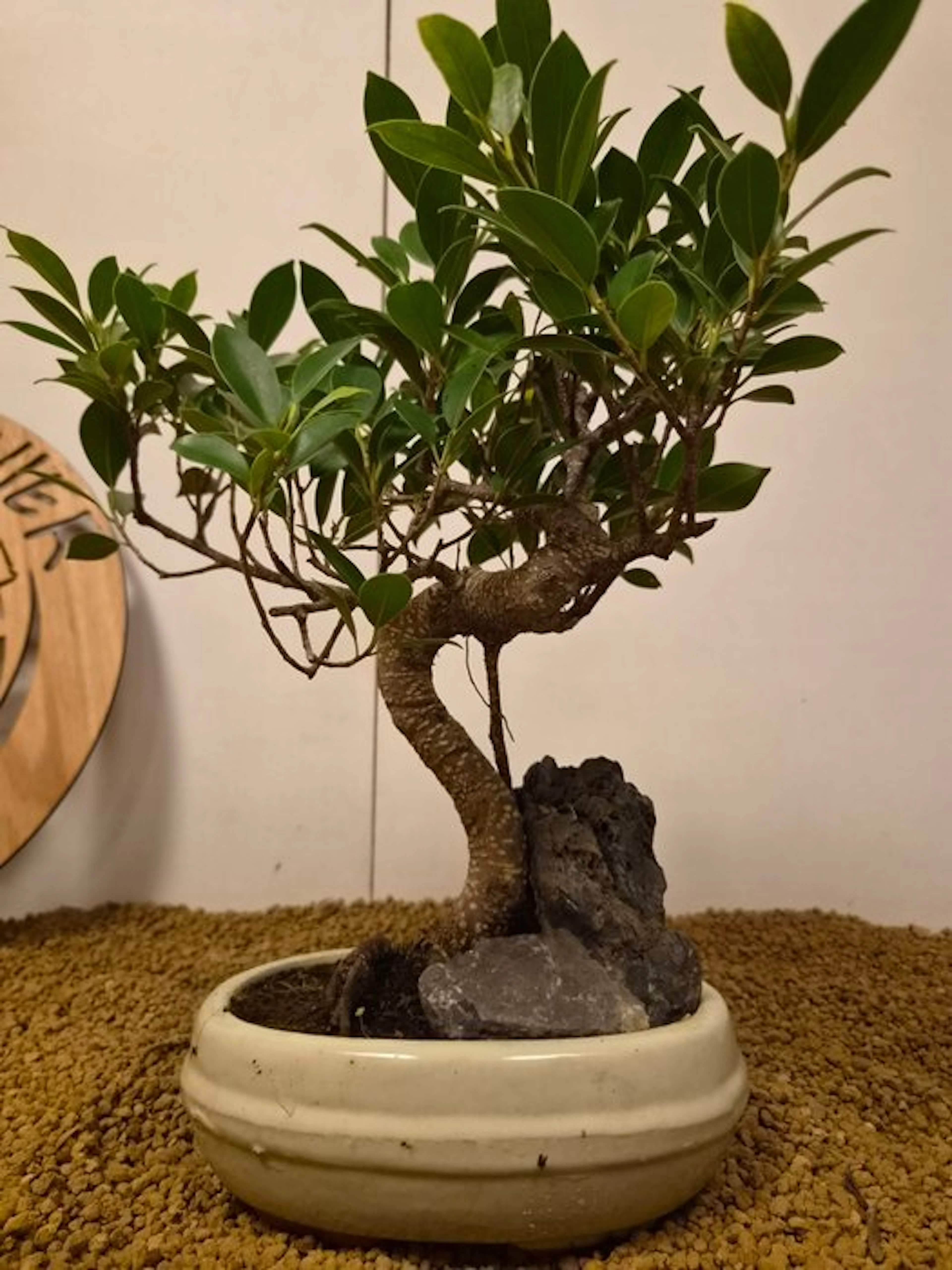 Fig tree bonsai (Ficus) - Height (Tree): 32 cm - Depth (Tree): 30 cm - Belgium