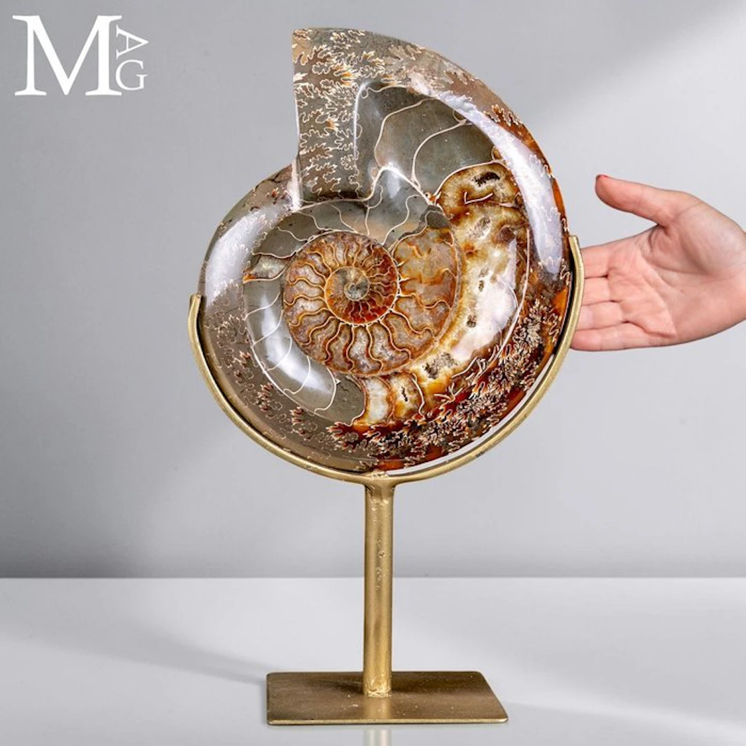 Cleoniceras Fossil Ammonite with Exposed Chambers...
