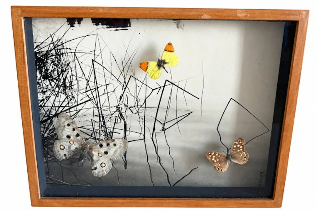Butterfly Taxidermy full body mount - Parnassius apollo...