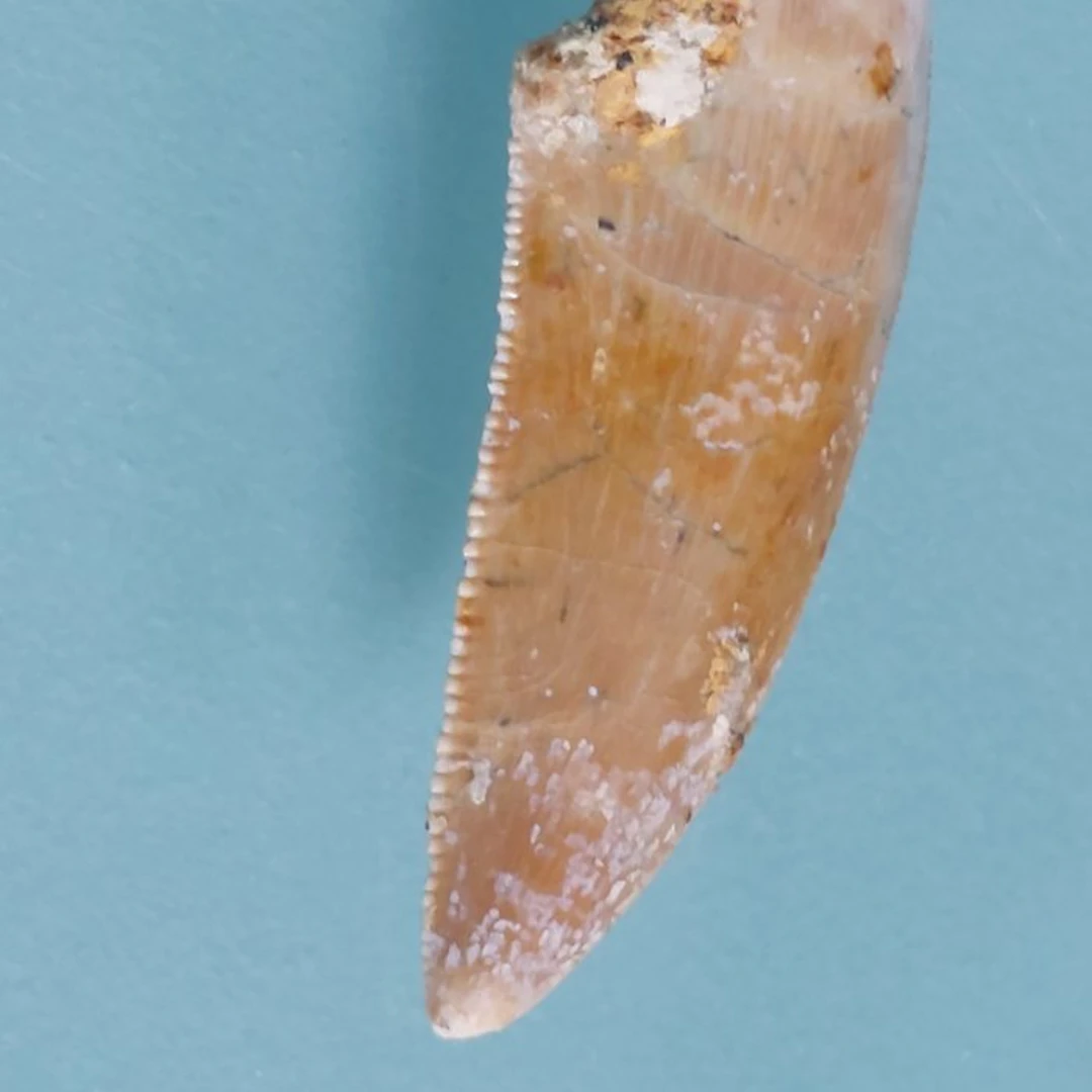 Dinosaur - Fossil tooth - Abelisaurus - 28 mm - 10 mm