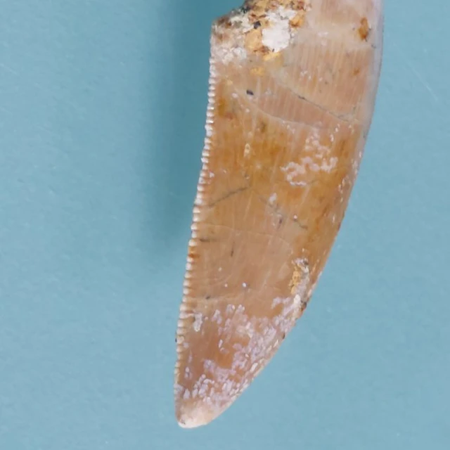 Dinosaur - Fossil tooth - Abelisaurus - 28 mm - 10 mm