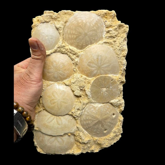 Spectacular Fossil Sand Dollar cluster - Scutellidae sp
