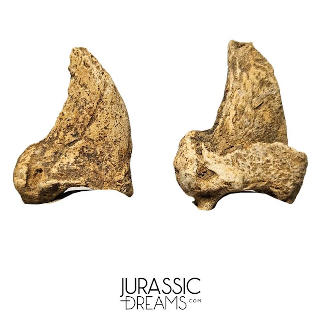 Set of 2 Amazing Huge Ice Age Cave Bear (Ursus spelaeus)...