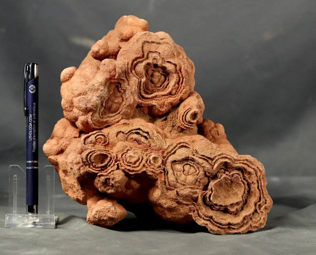 Big sized decorative fossilized stromatolite...