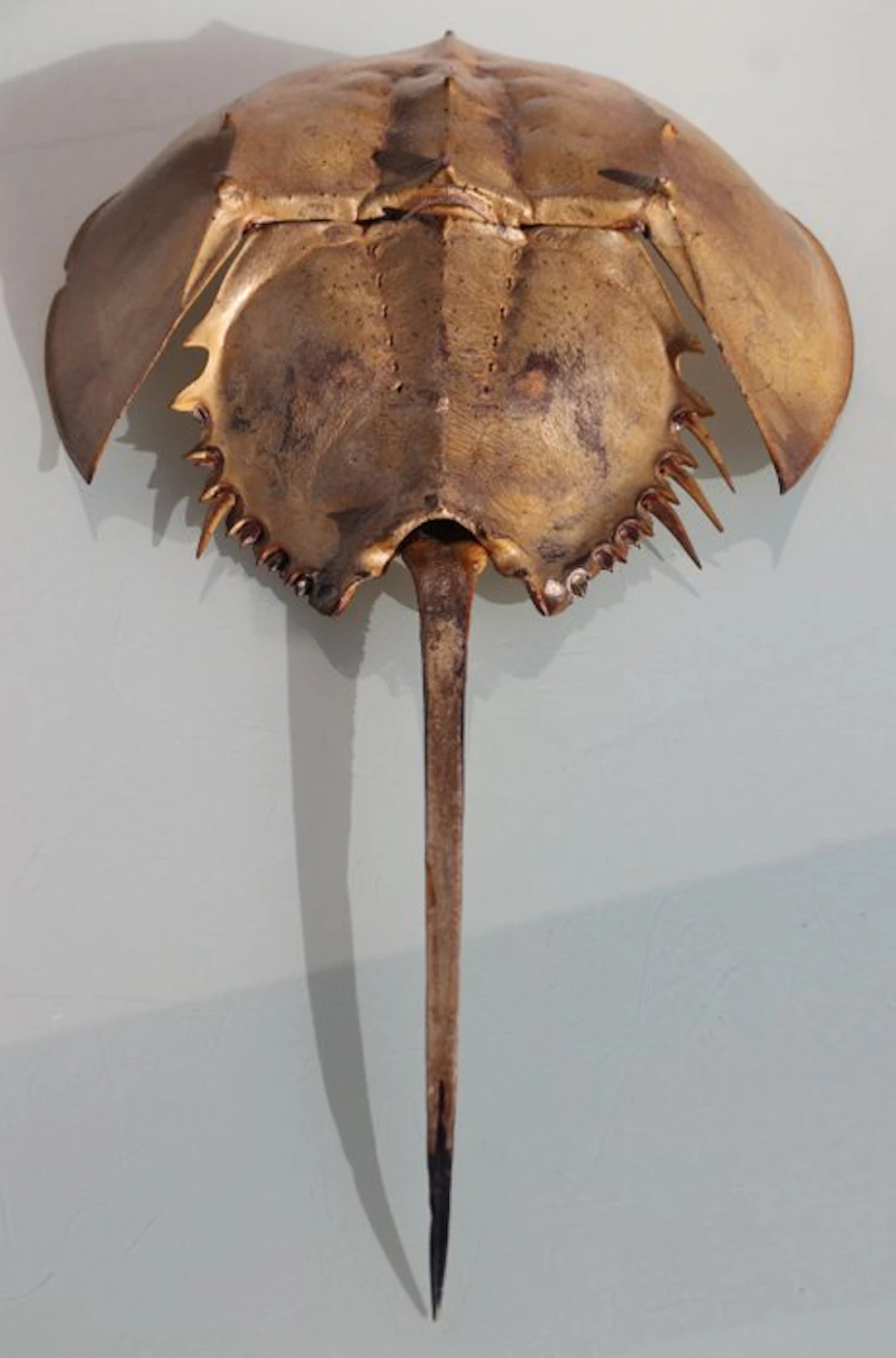 Horseshoe Crab Skeleton - Carcinoscorpius Rotundicauda...