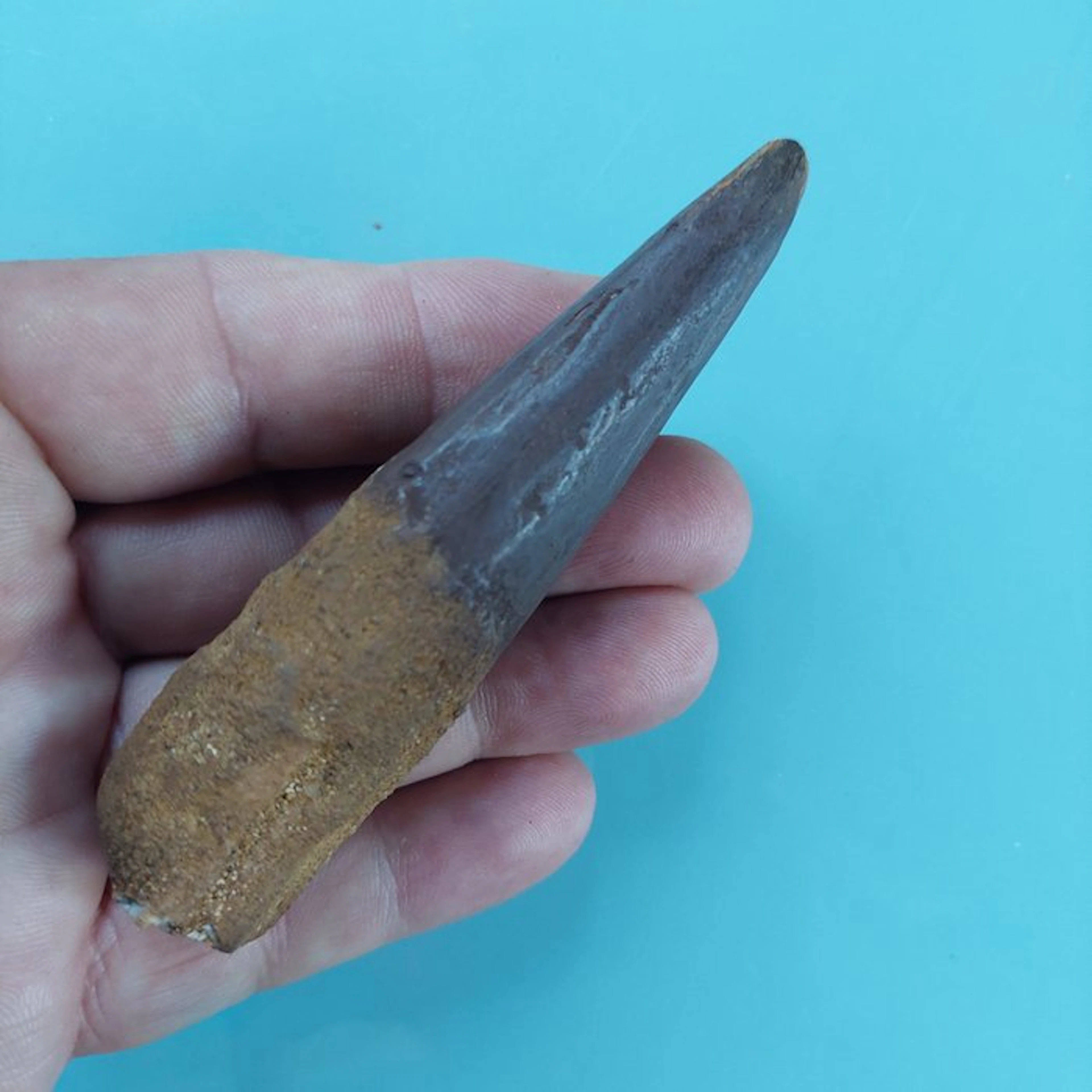 Spinosaur - Fossil tooth - 105 mm - 25 mm