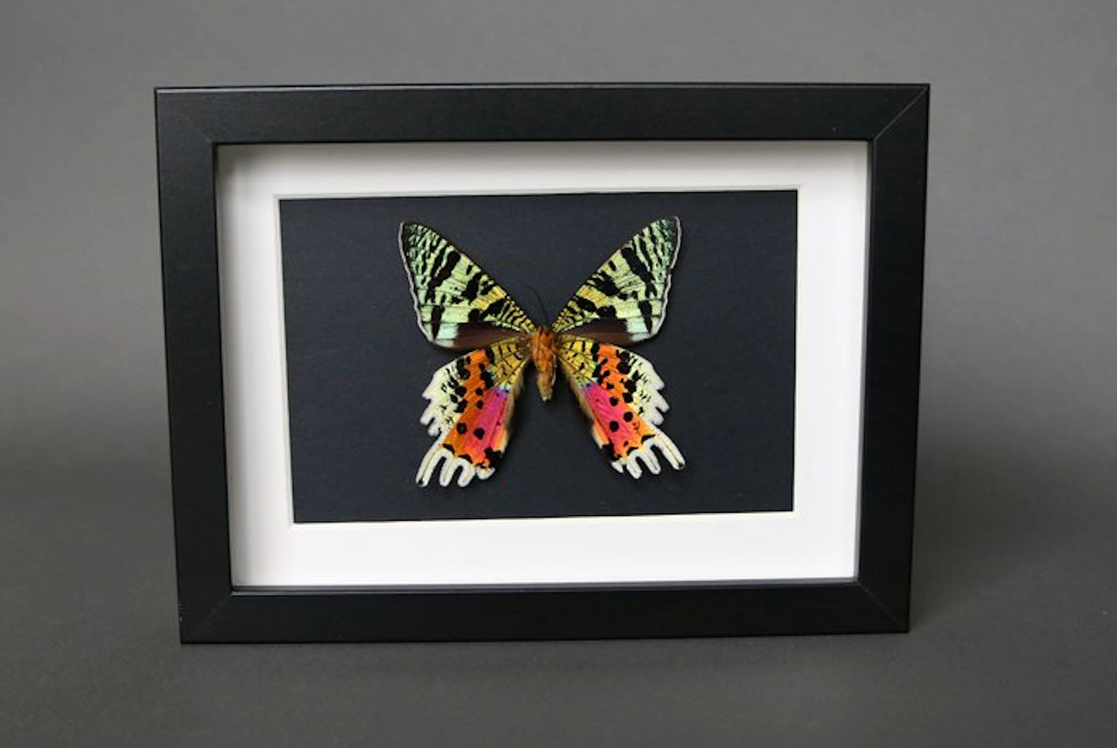 Butterfly Taxidermy full body mount - Urania ripheus - 13...