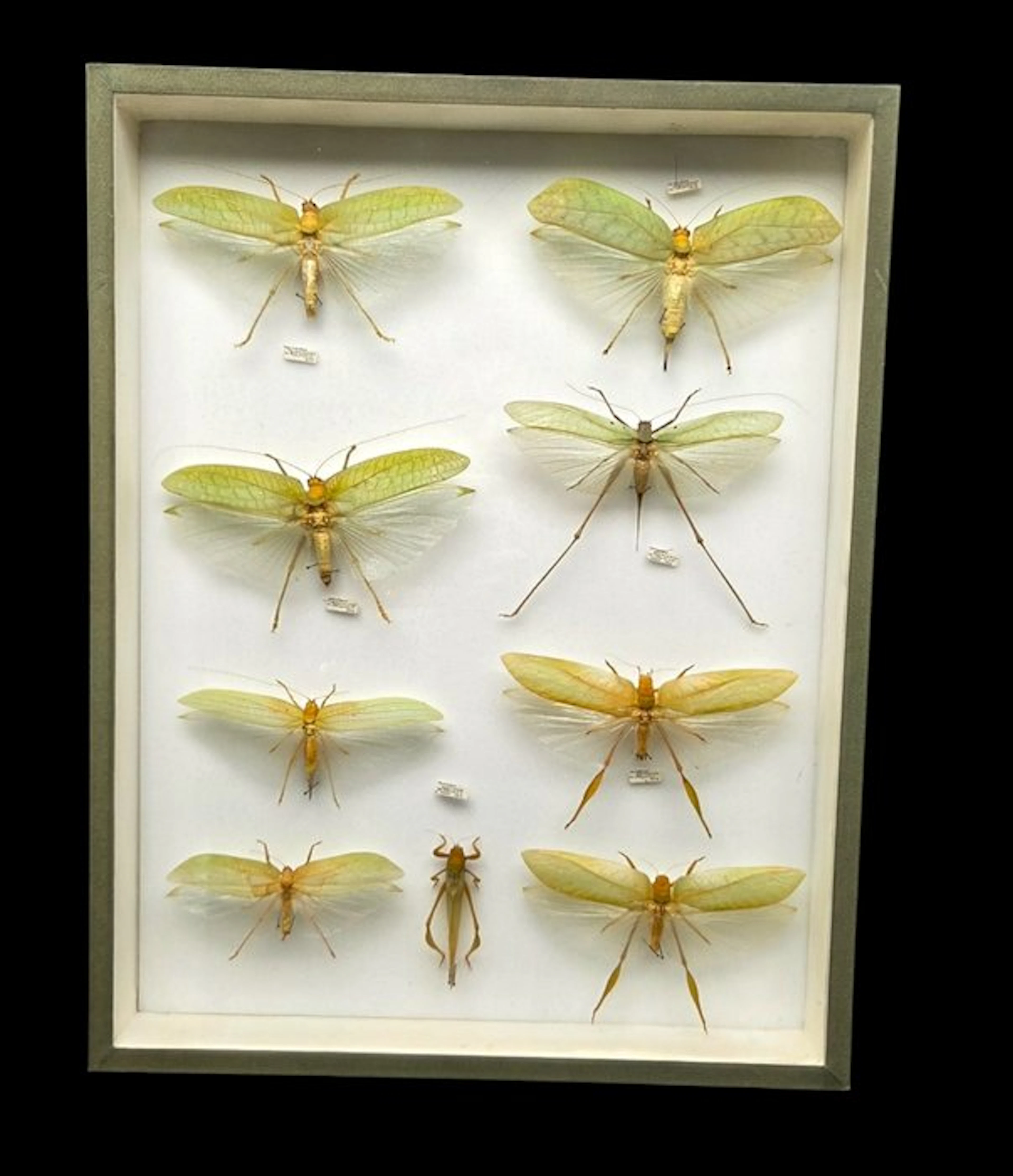 Good leaf grasshoppers insects perfect-ex French...