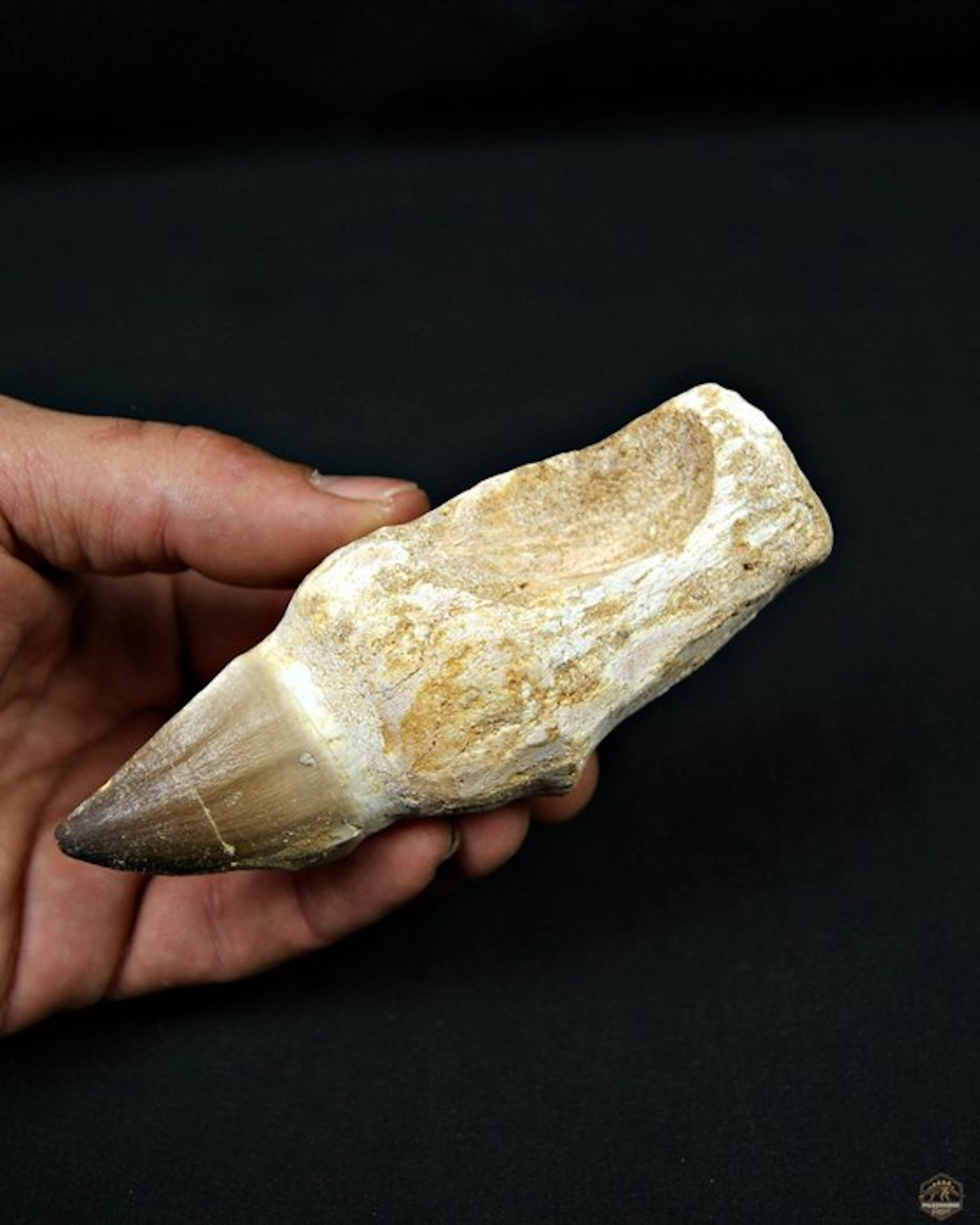 Mosasaur - Fossil tooth - Mosasaurus Thalassotitan atrox