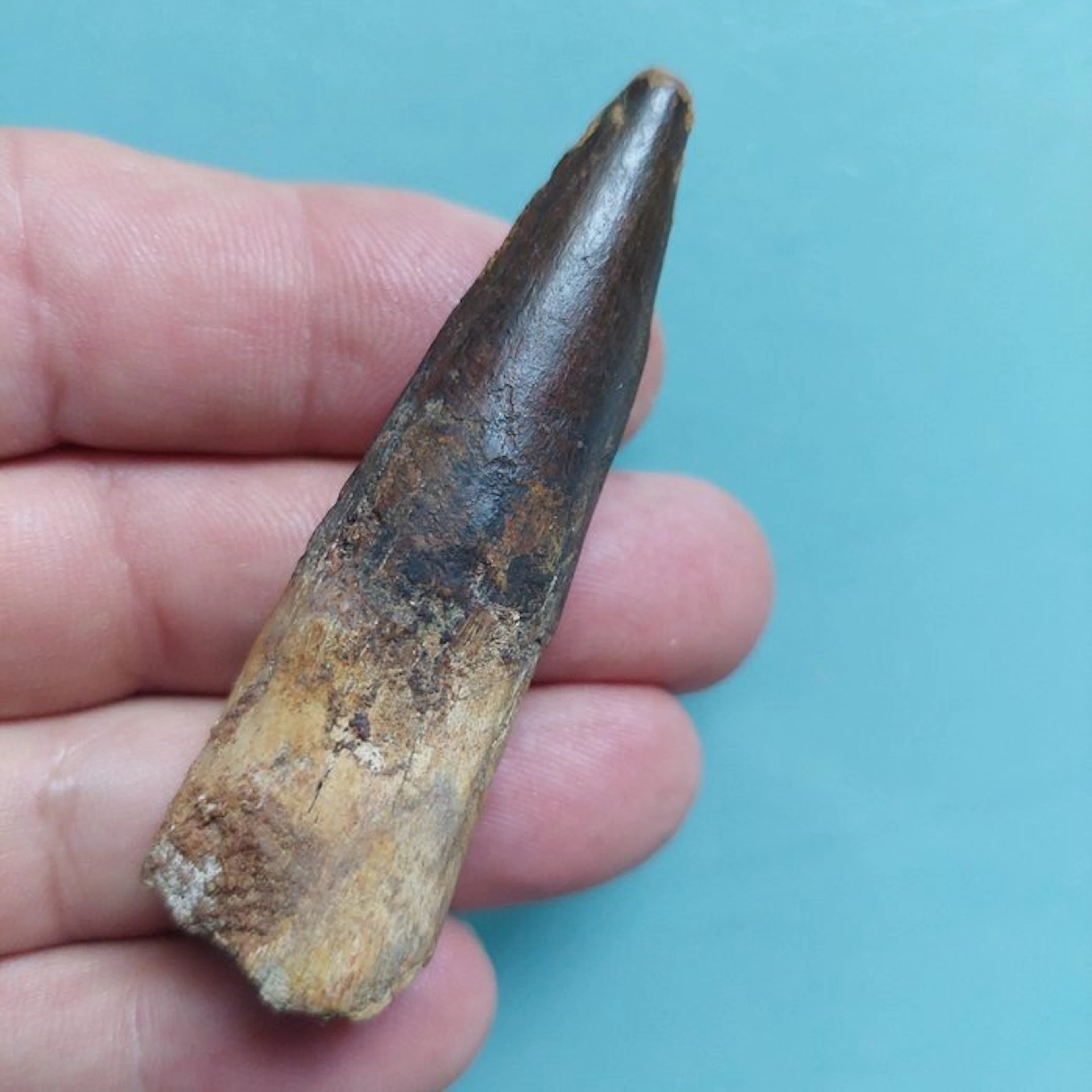 Spinosaur - Fossil tooth - 70 mm - 20 mm