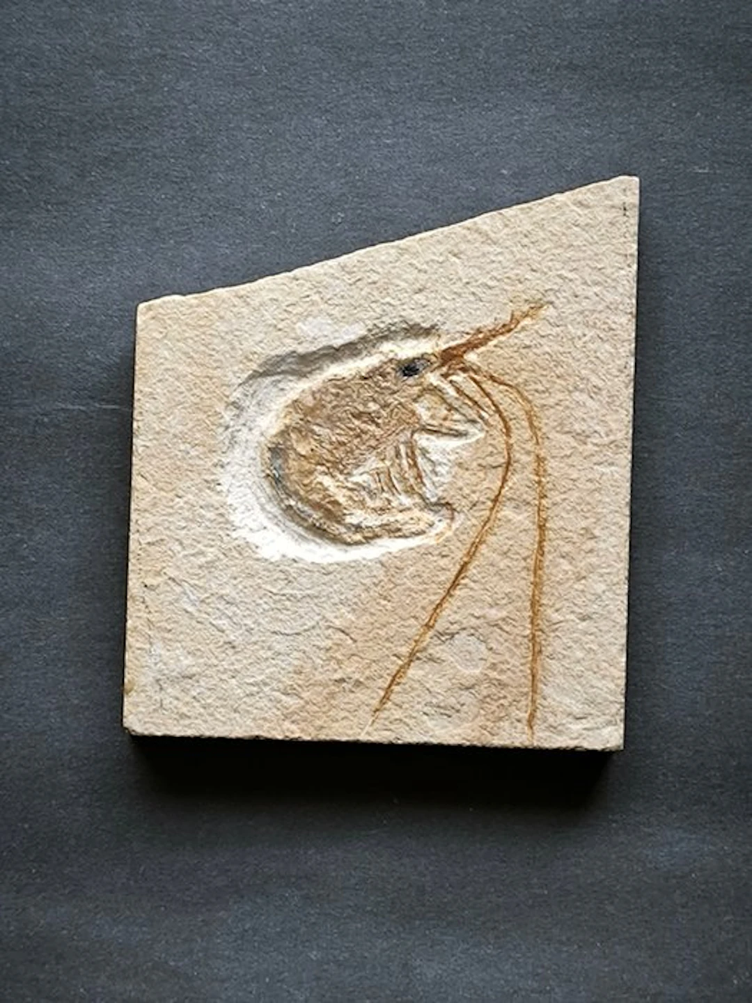 Shrimp - Fossil plate matrix - Carpopenaeus Callirostris...