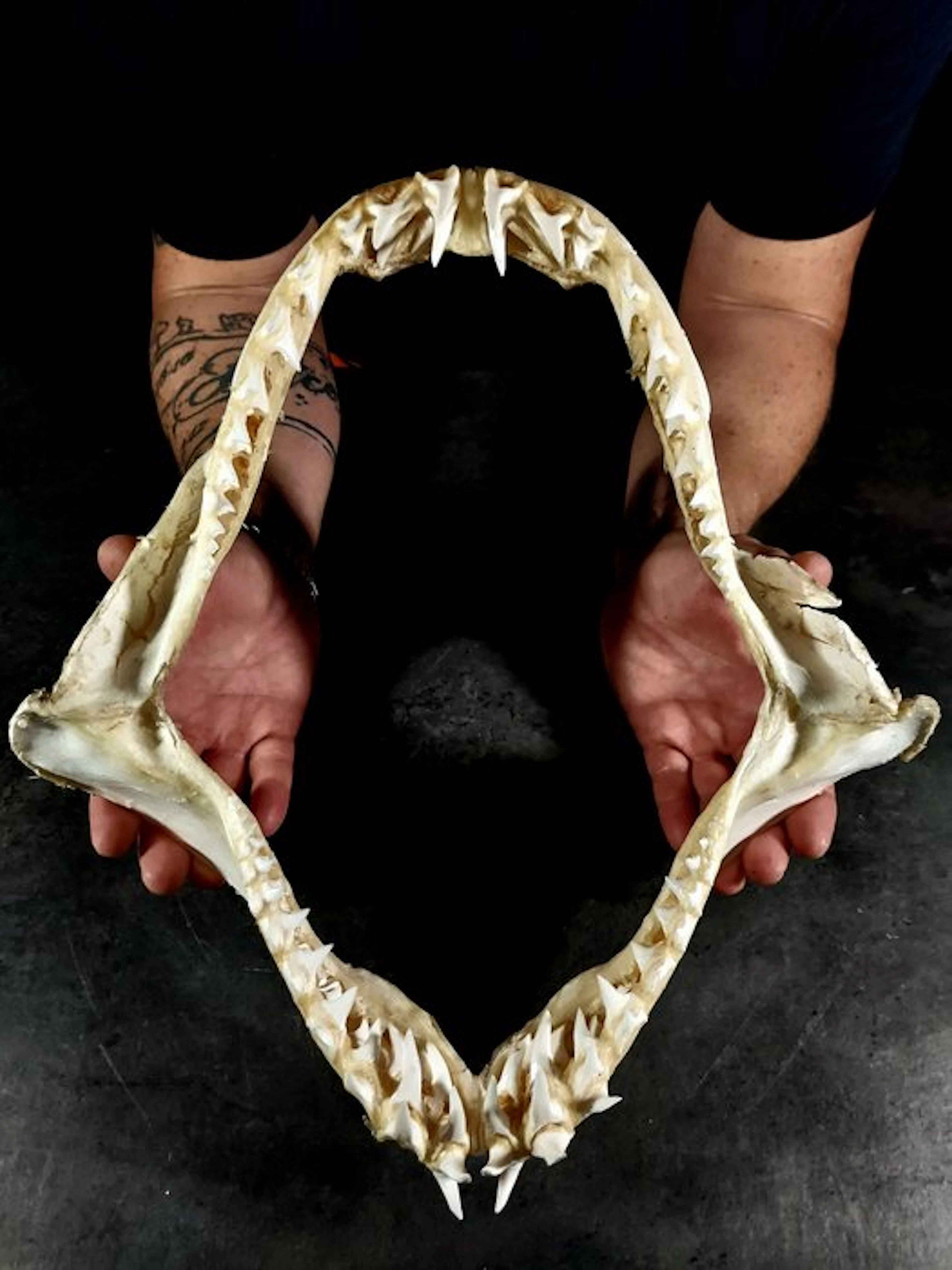 Impressive jaw of a mako shark